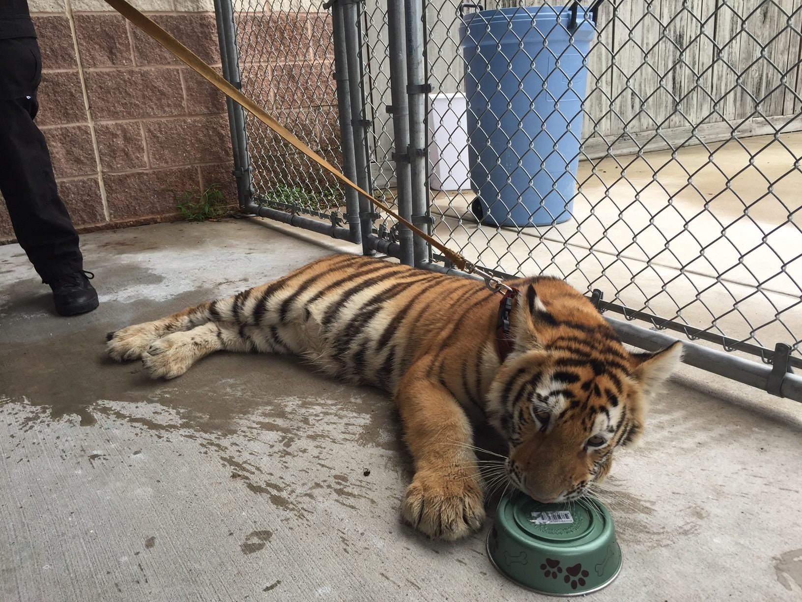 The tiger cub was found with a collar and leash