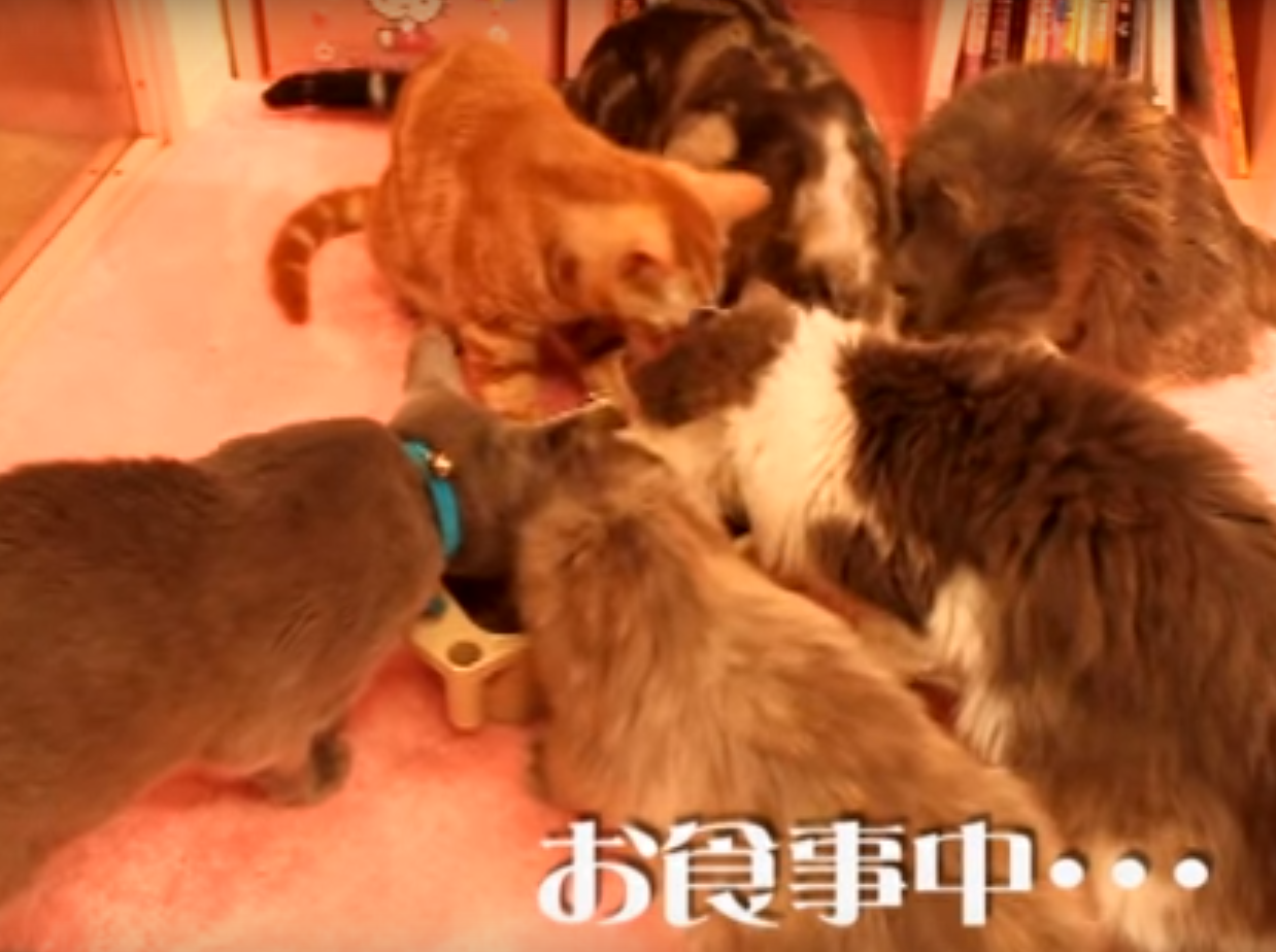 Feeding time at the Neko no Te cat cafe, which has been ordered to close