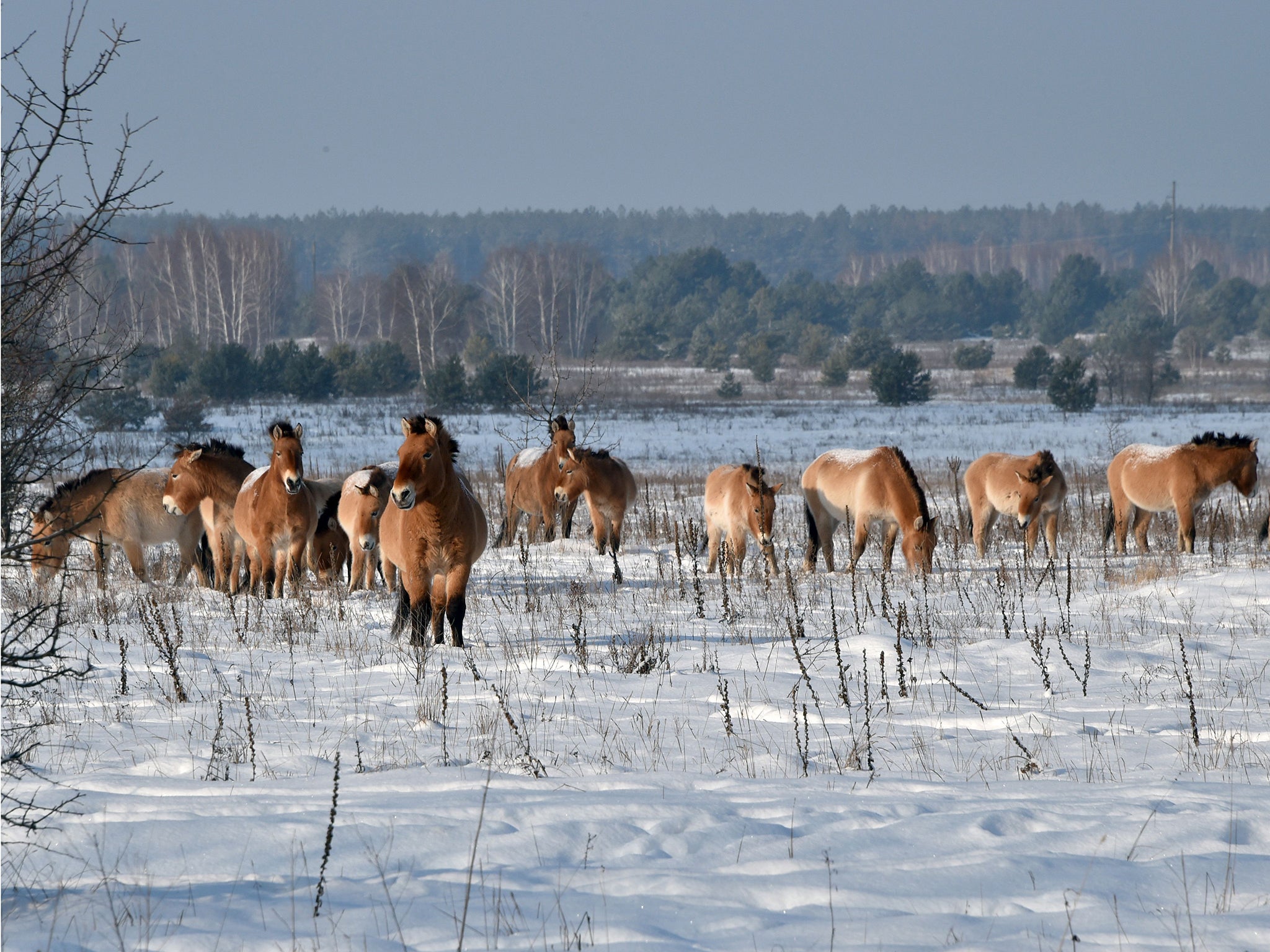 Wild horses in Chernobyl