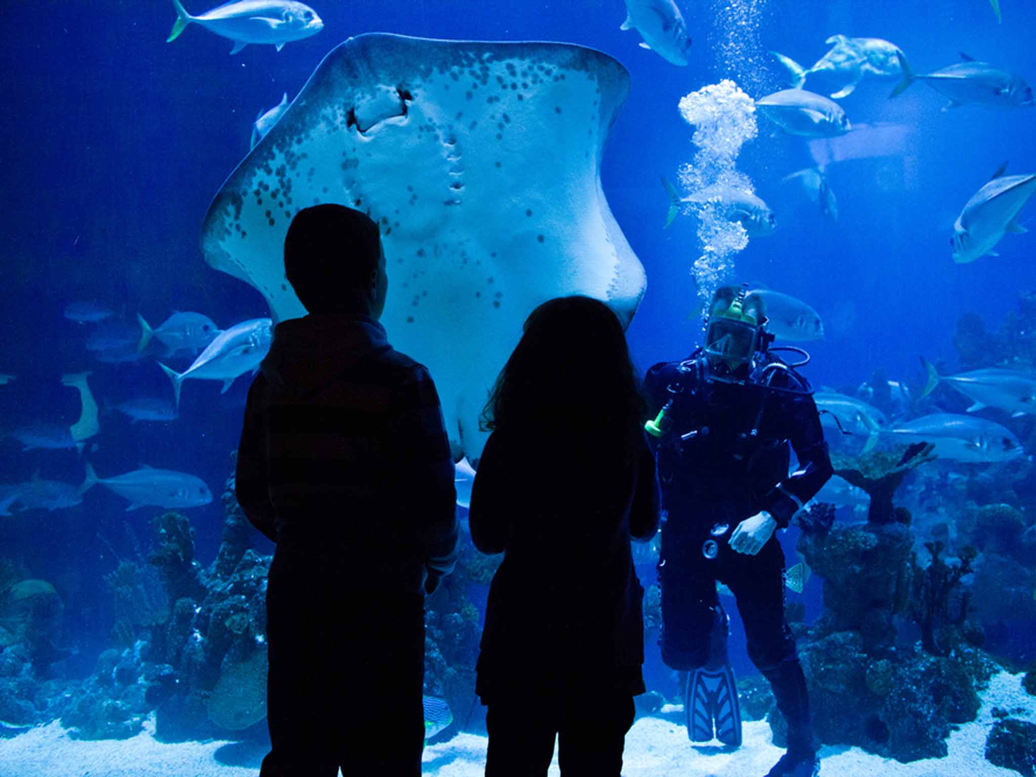 The Deep: Sharks swim right above you in Europe's deepest viewing tunnel