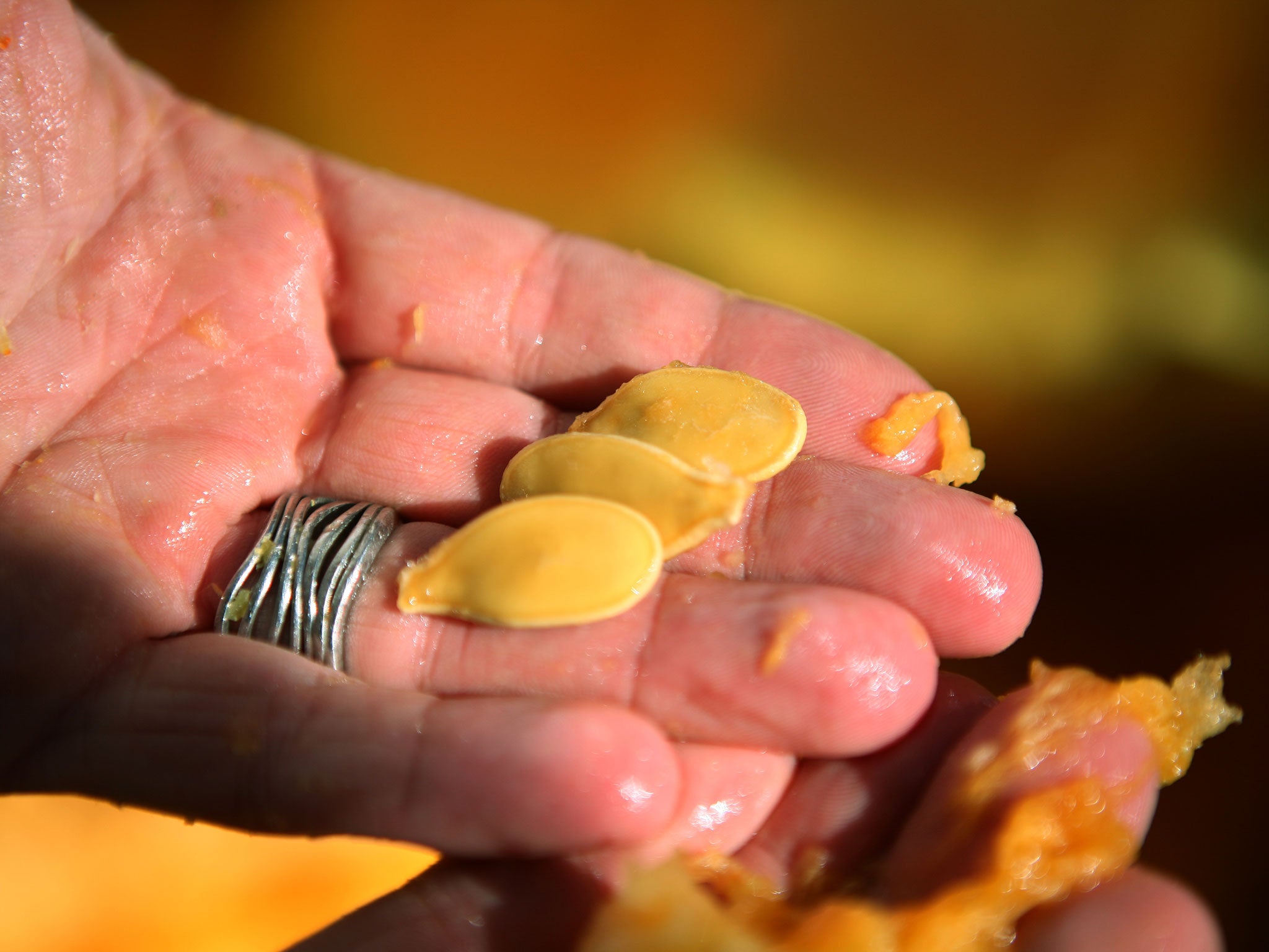 File: A chef holds giant pumpkin seeds at City Harvest in New York