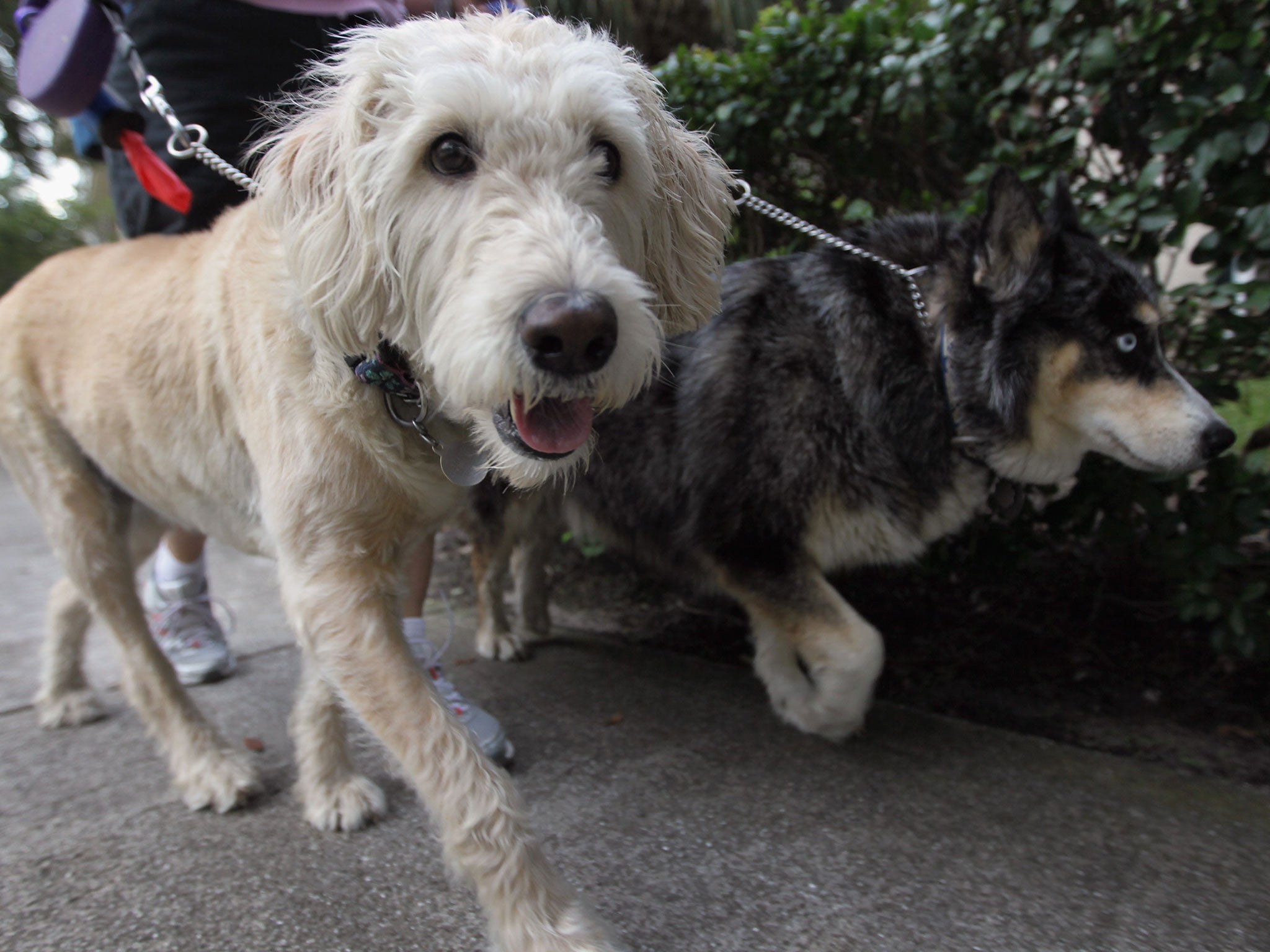 Around one quarter of households in Spain own a dog