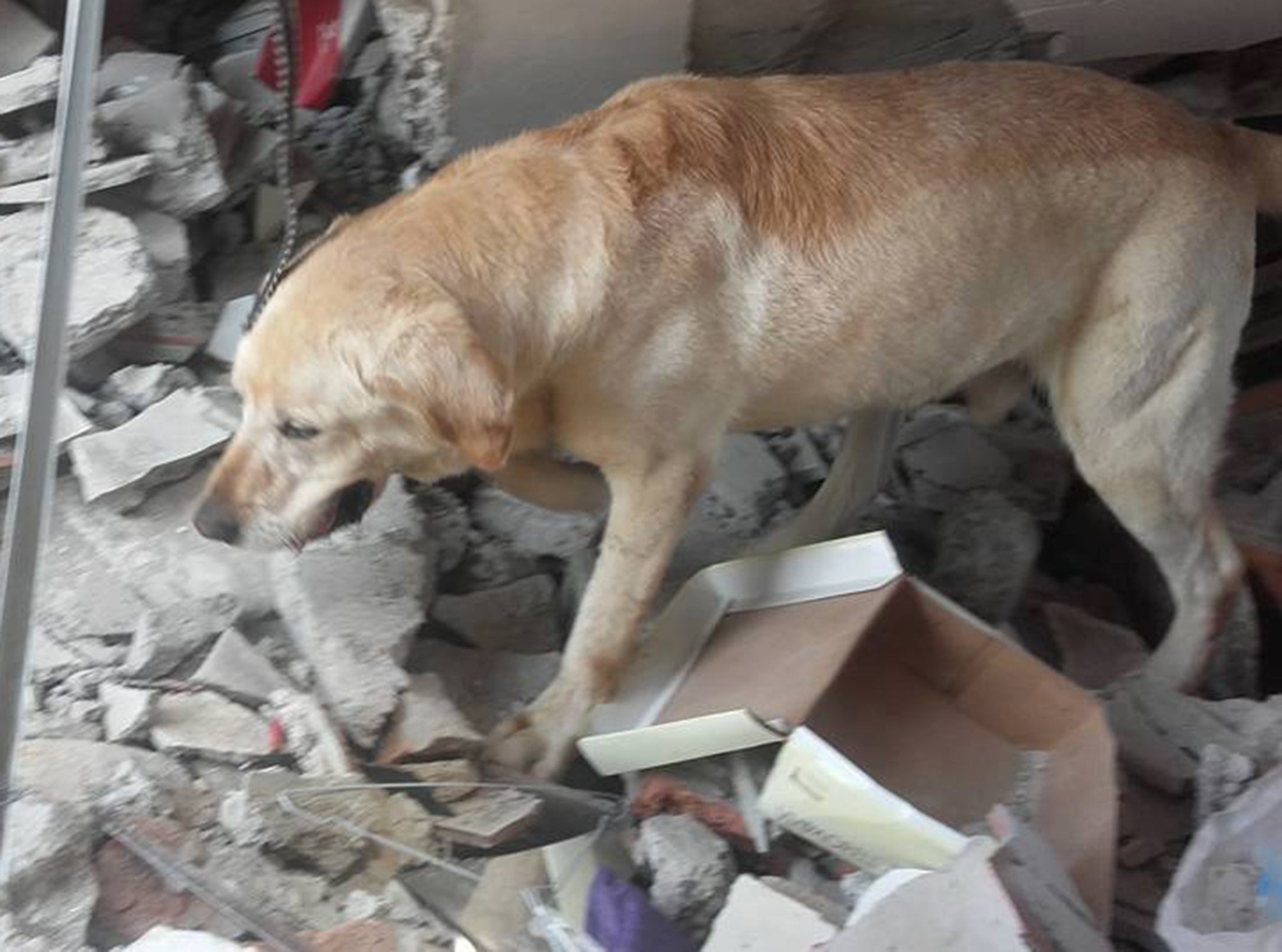 Dayko the Labrador retriever, was four-years-old