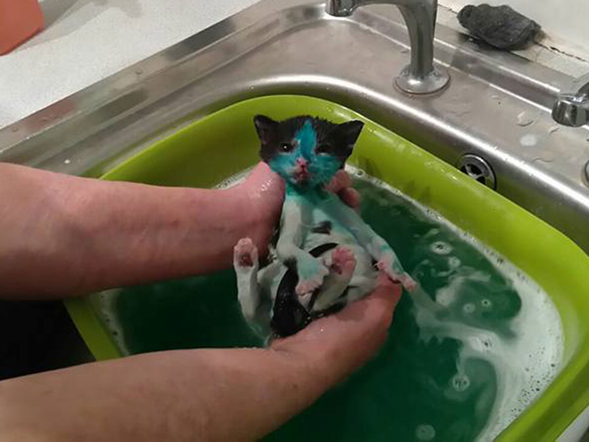 Rescuers had difficulty removing the dye forom the kittens Smurf (pictured) and Shrek