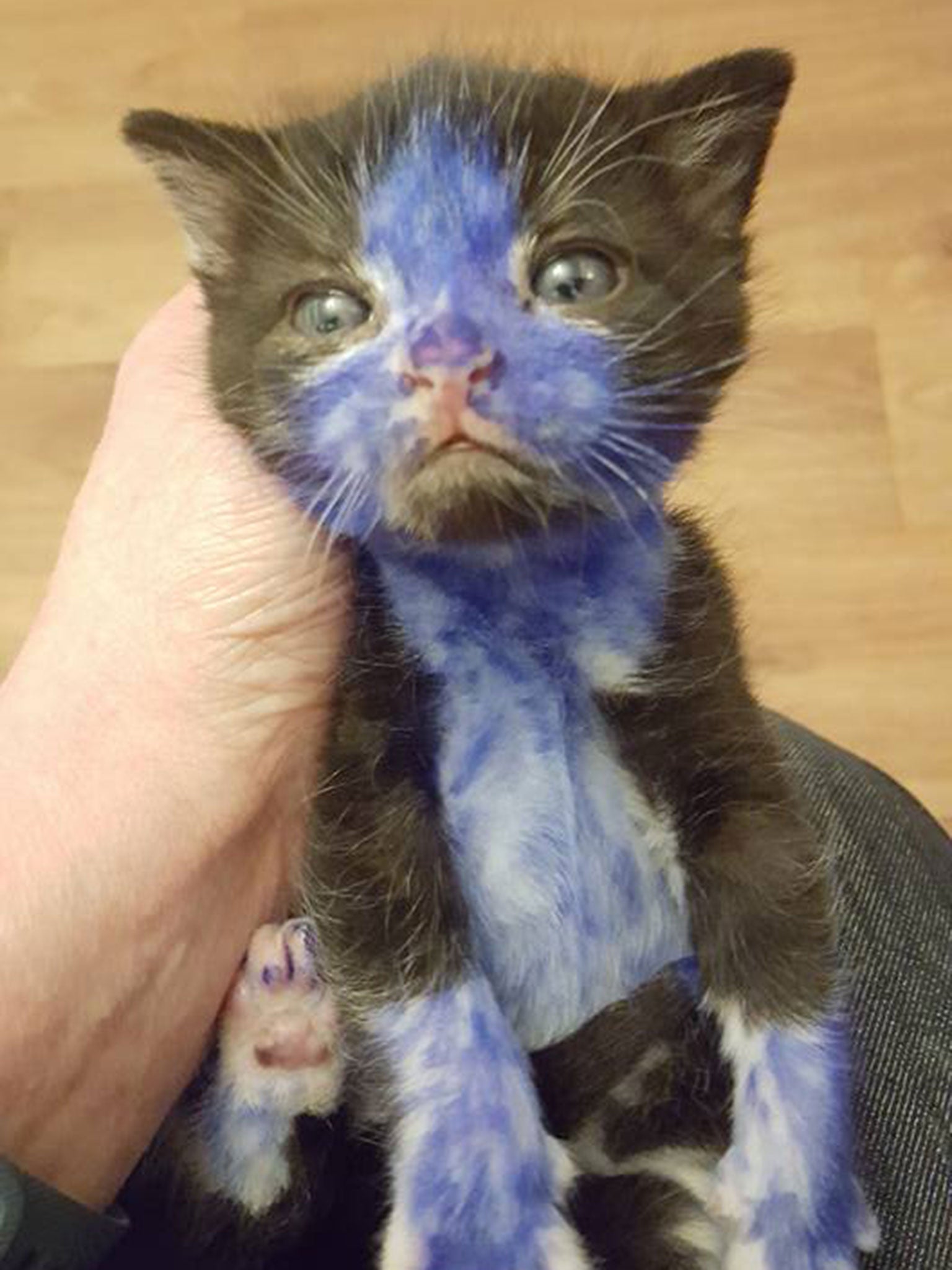 Rescuers said kittens Shrek (pictured) and Smurf were having breathing difficulties because of the permanent marker on their fur