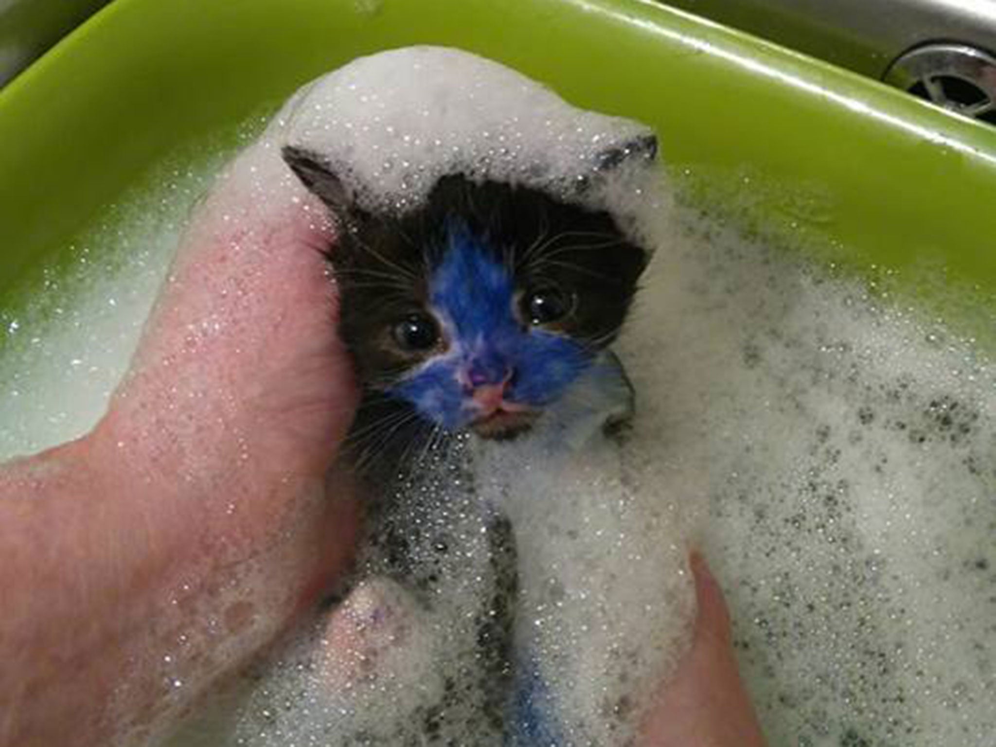 Rescuers named the kittens Smurf (pictured) and Shrek because of their colouring.