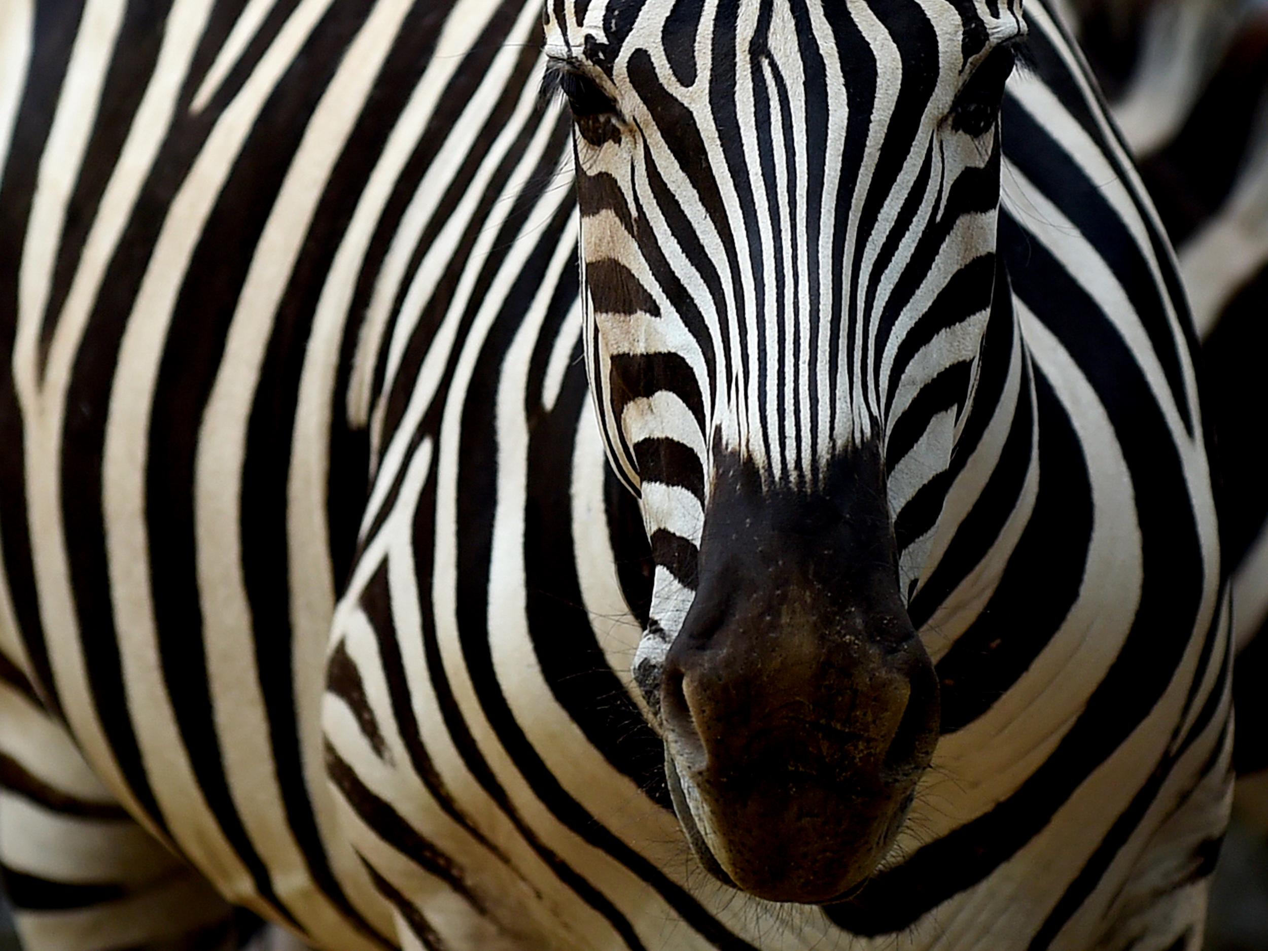 Outrage erupted after a parent visiting the zoo took a picture of the slaughtered zebra and posted it to Facebook