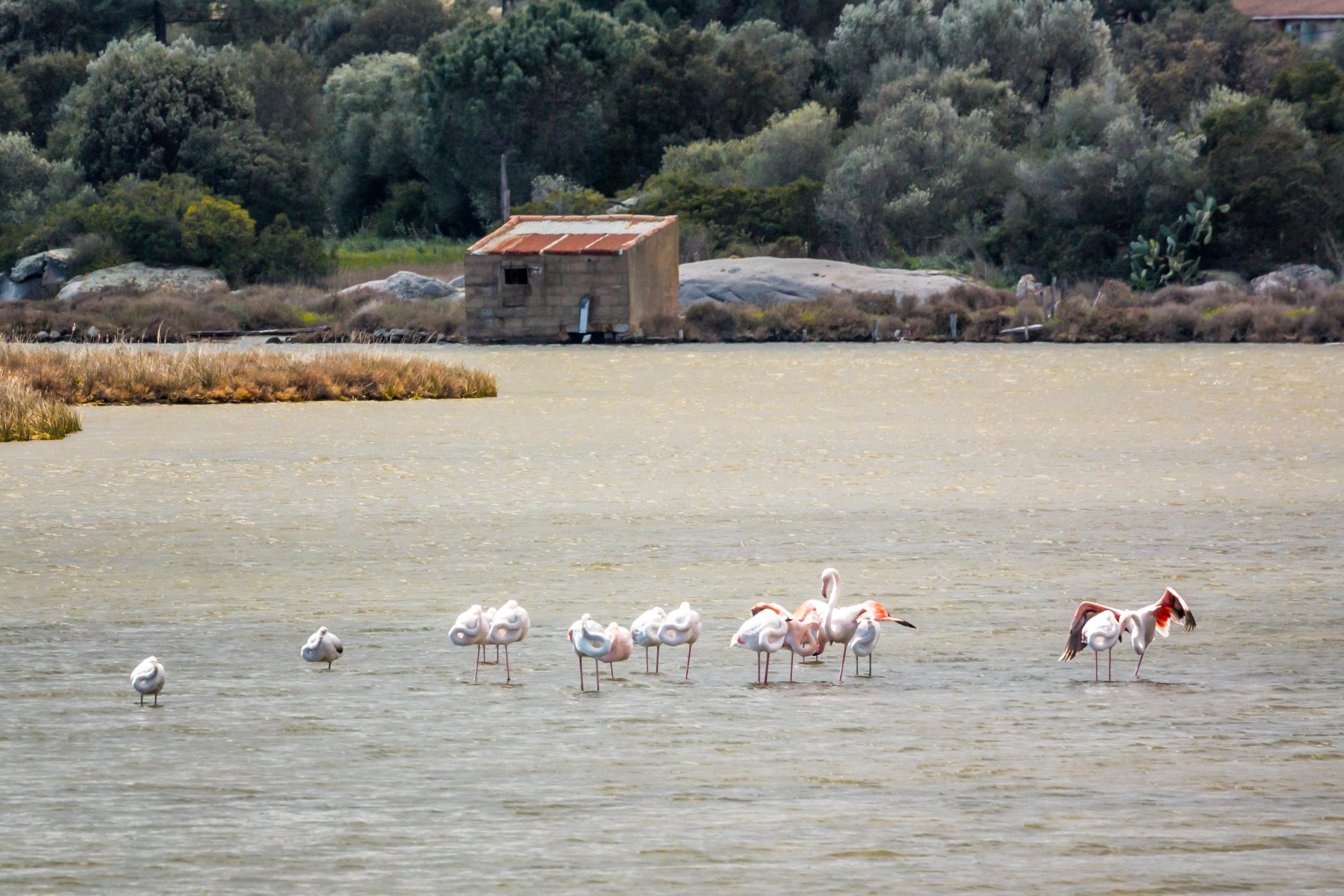 Flamingos in the salt-marsh nature reserve