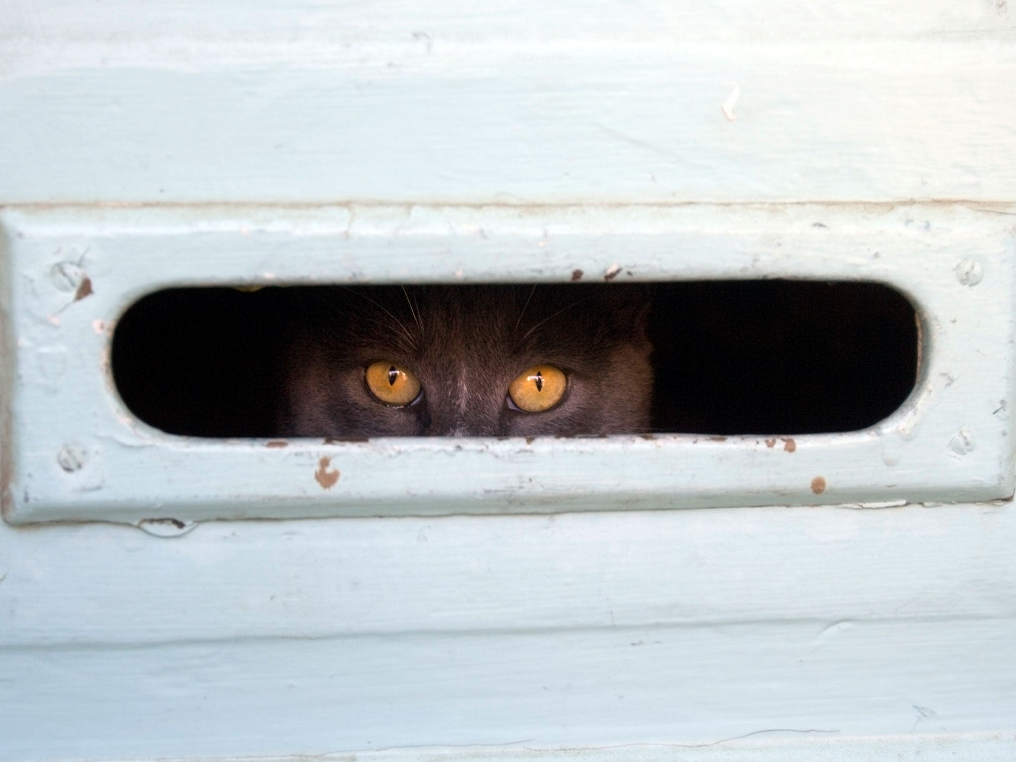 The postman reported that the couple's cat 'snatches the mail and puts his fingers at risk of injury'