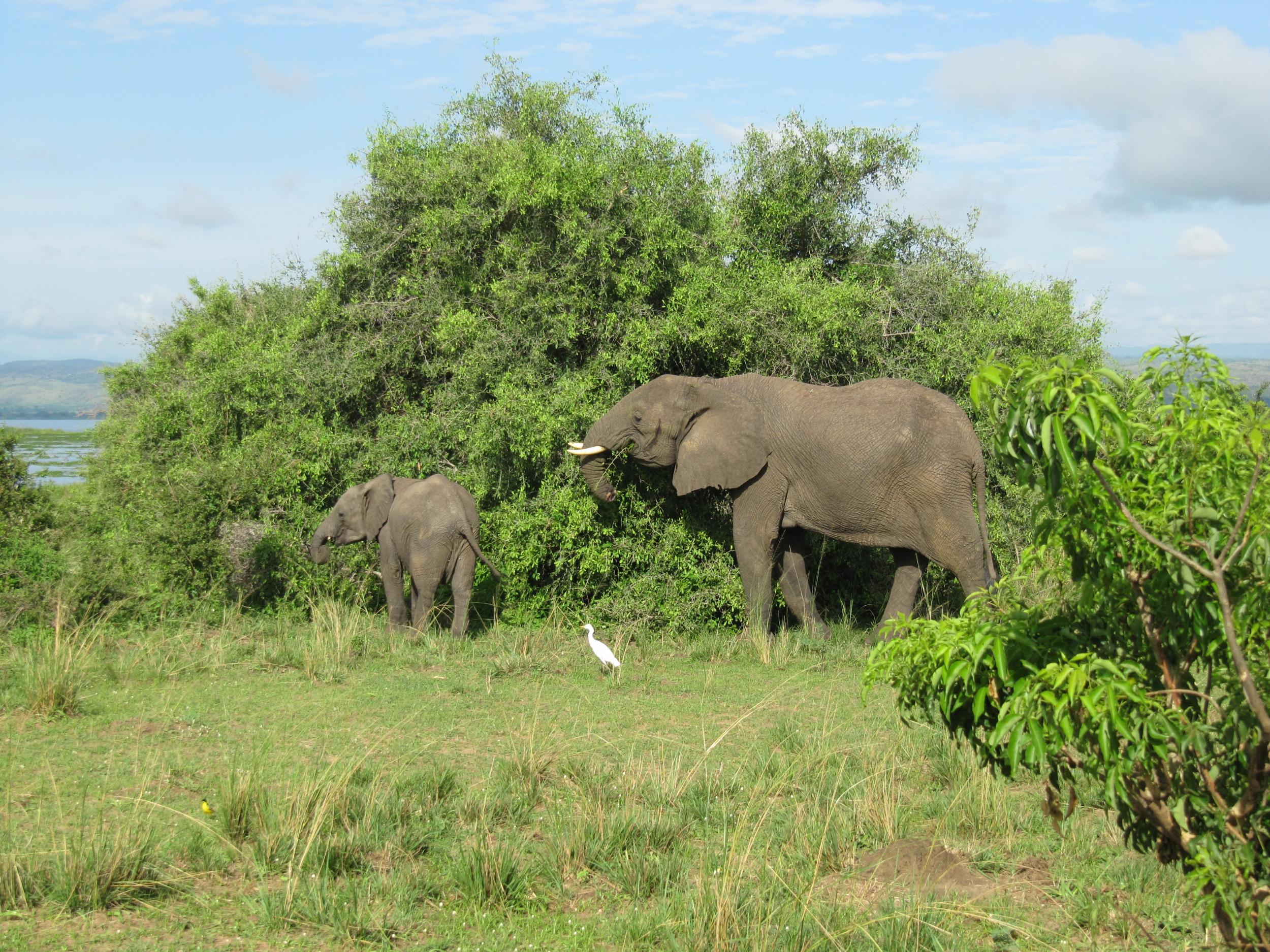 An elephant in Murchison Falls national park, Uganda, where Paul Ssali was chief warden