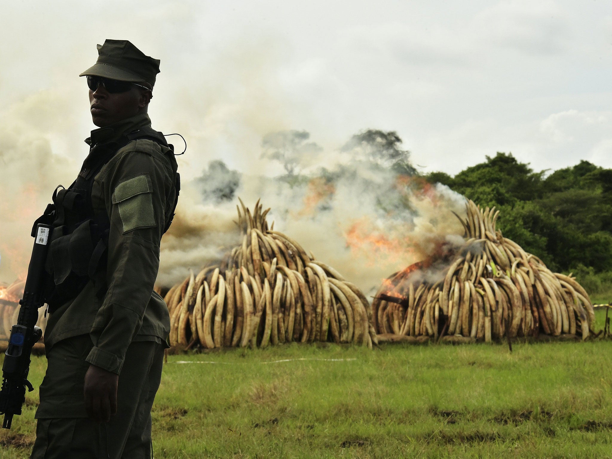 A ranger stands in front of burning ivory stacks at the Nairobi National Park on April 30, 2016.