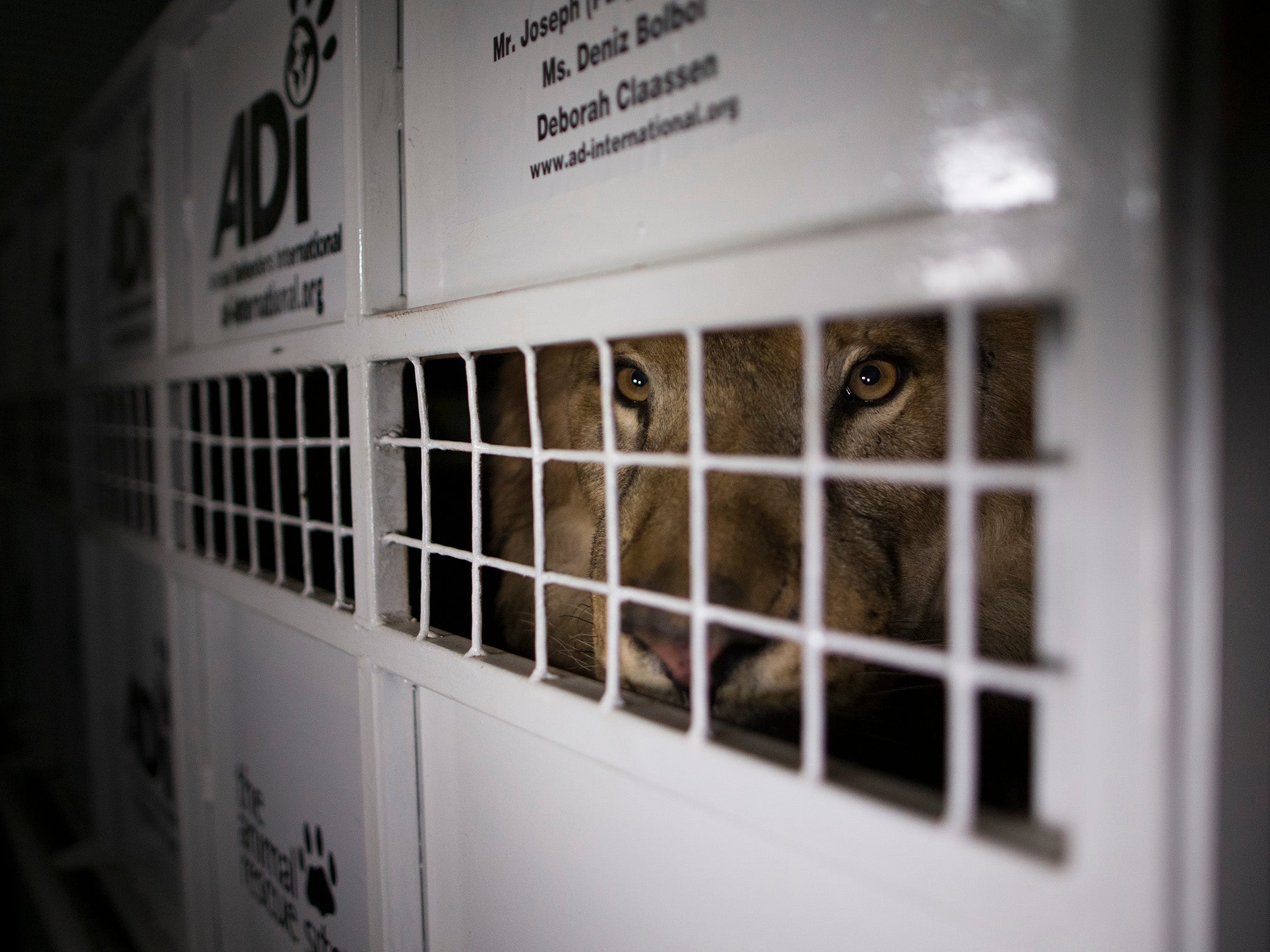 &#13;
A lion awaiting freedom en route to South Africa &#13;