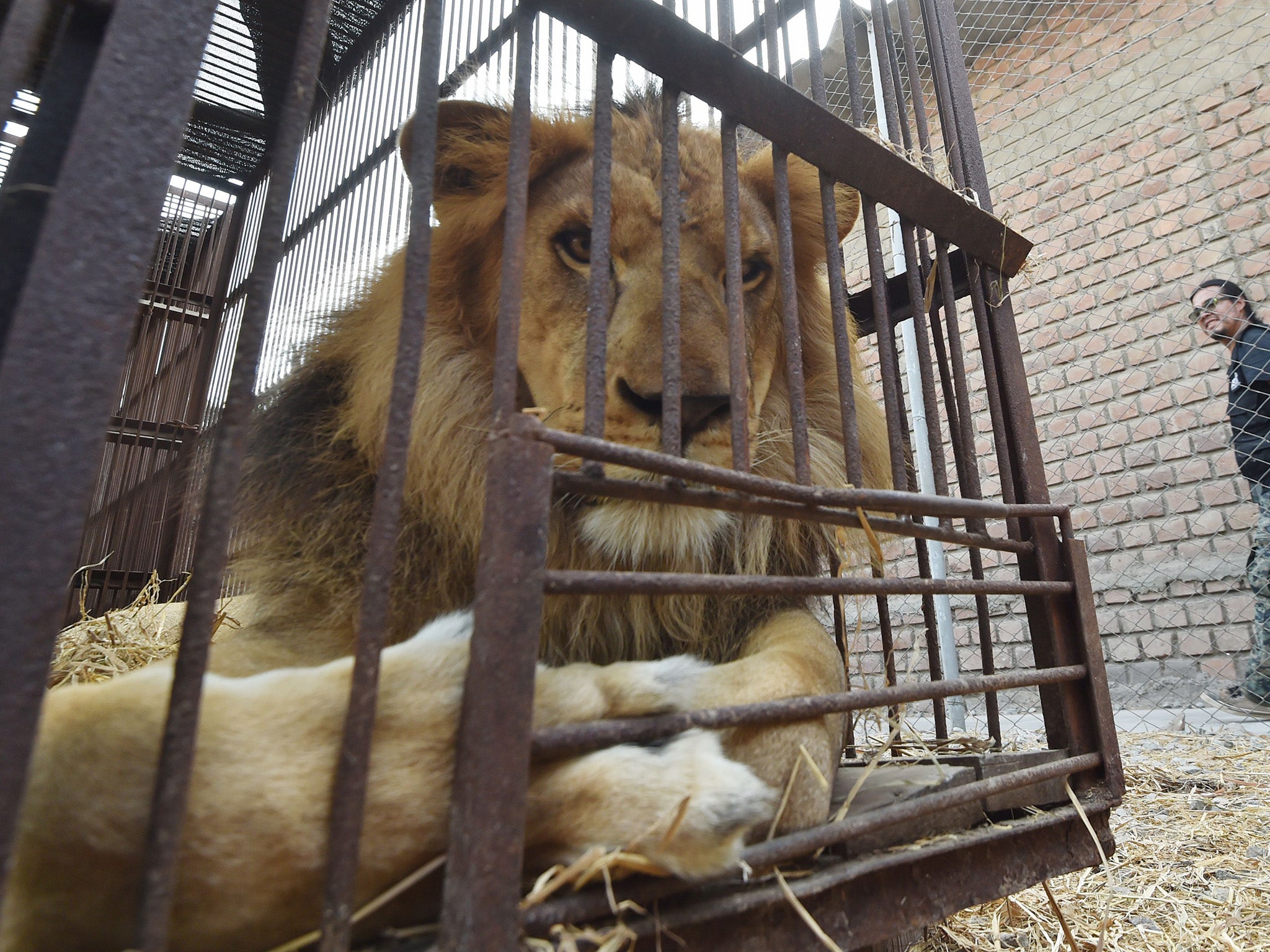 A lion in his cage in Peru waiting to be taken to South Africa