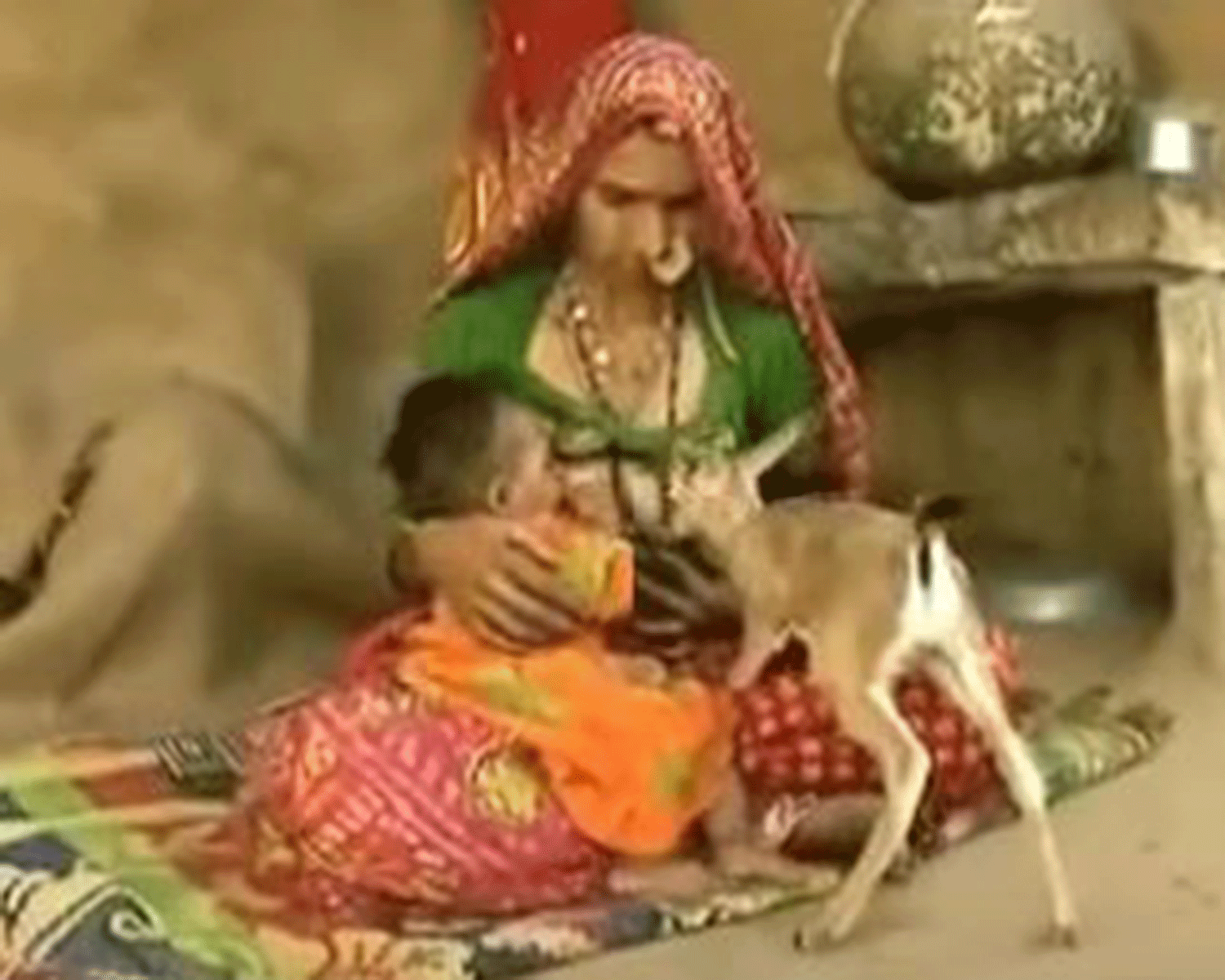 A woman who follows the Bishnois religion in Rajasthan nurses an orphaned fawn