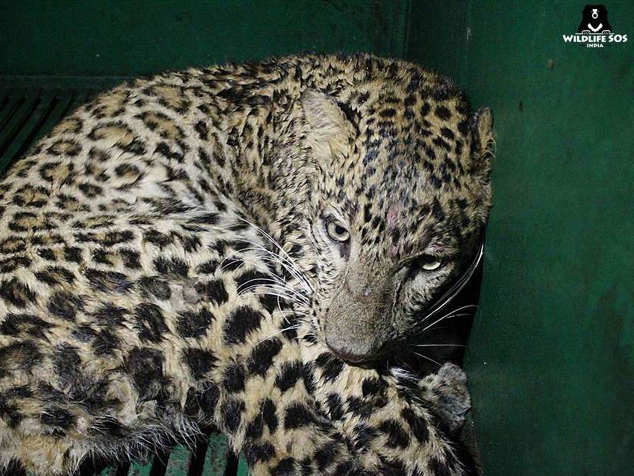 The wild leopard that was rescued from the basement of a family home