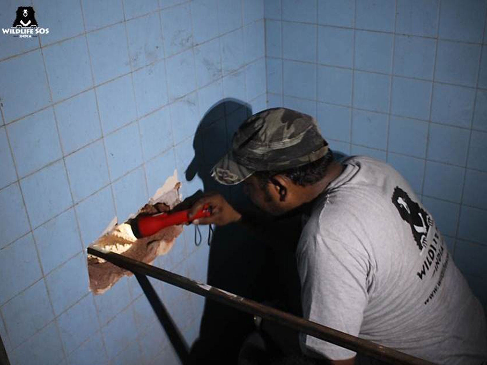 A vet looks through a hole drilled in the wall to see the trapped leopard