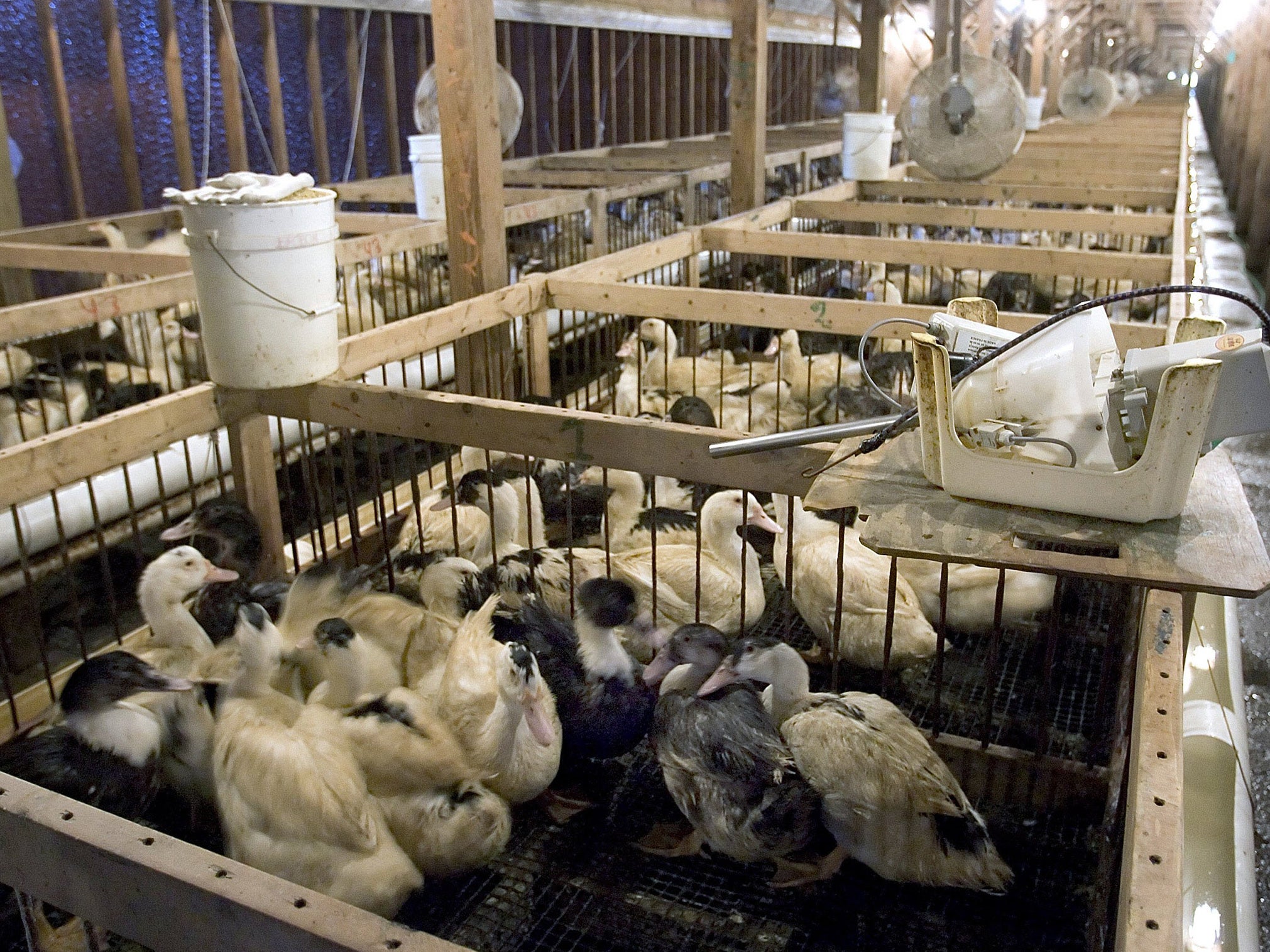 Foie gras is produced by force-feeding birds with corn using a tube stuck down their throats