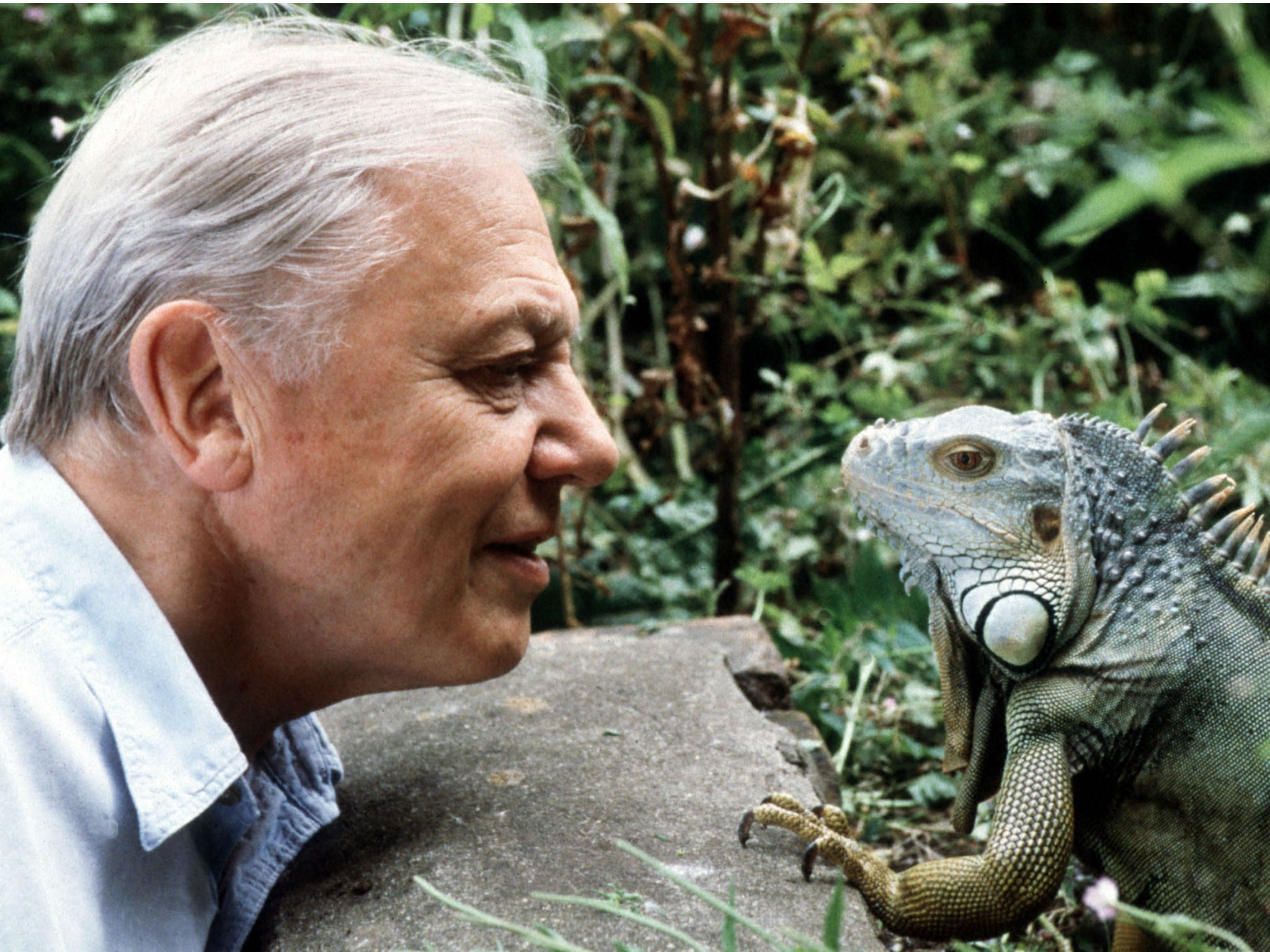 David Attenborough