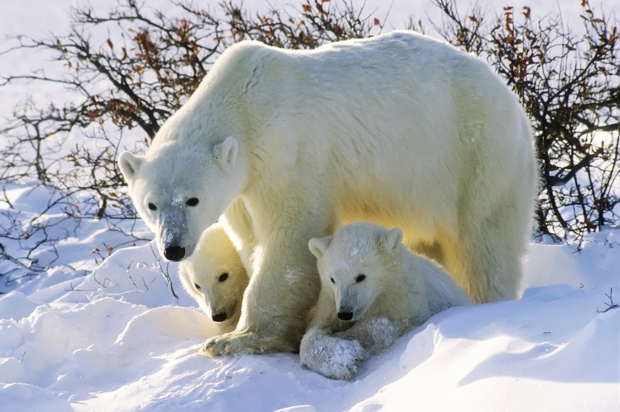 Polar bears in the Canadian Arctic