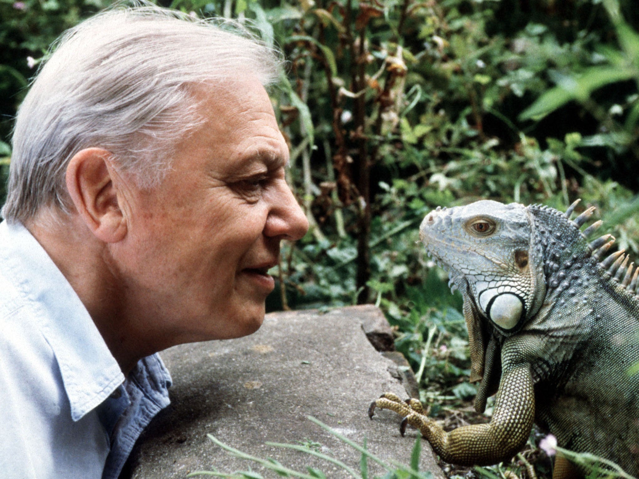 David Attenborough