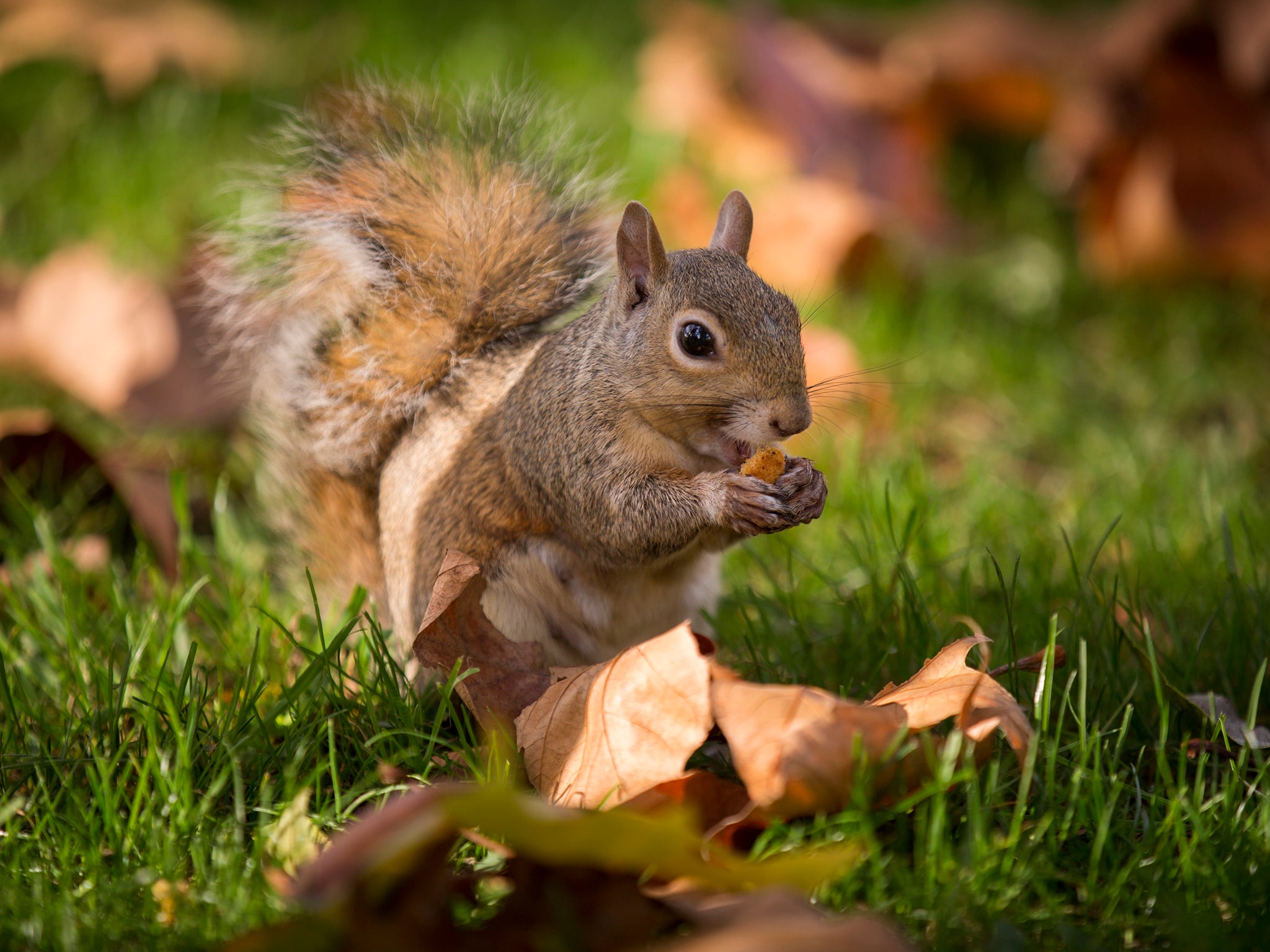 Previously, the major threat to the species had been from their North American cousins - the grey squirrel