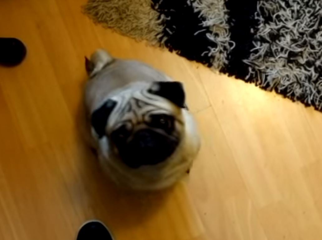 Buddha the pug was taught the Nazi salute (YouTube)