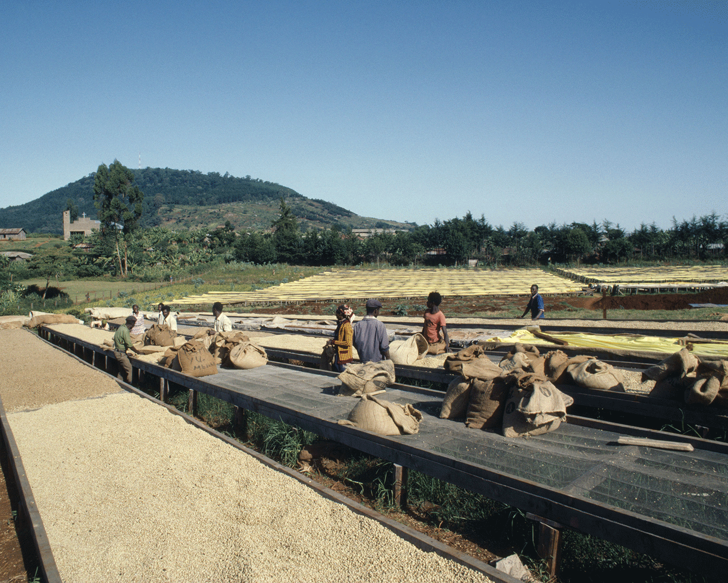 Coffee beans drying in the sun in Kenya. Intensive farm practices could make such land 'unviable'