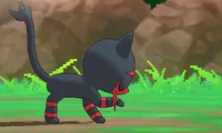 Litten licks its paw