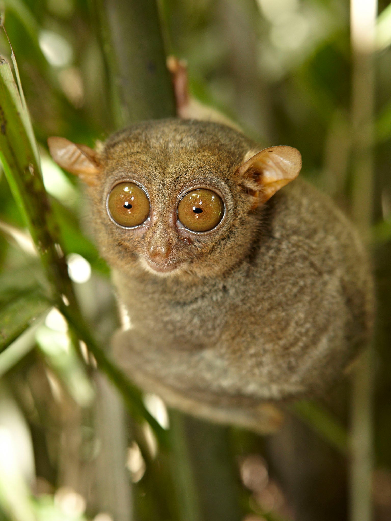 Tarsier