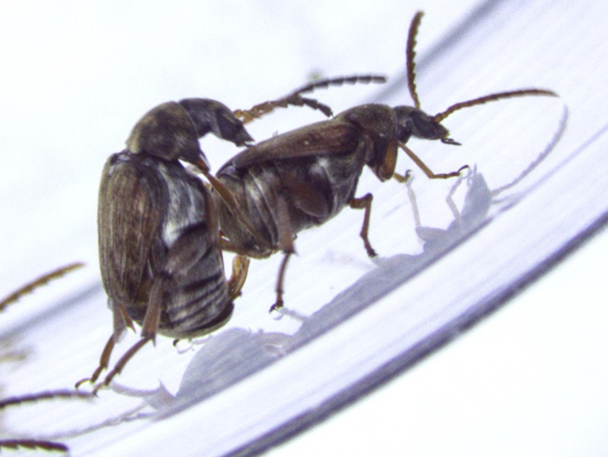 These are two male seed beetles. The male to the left is trying to insert his genitalia into the other male after having mounted him. This usually results in the mounted male kicking with his hind legs in an attempt to escape.