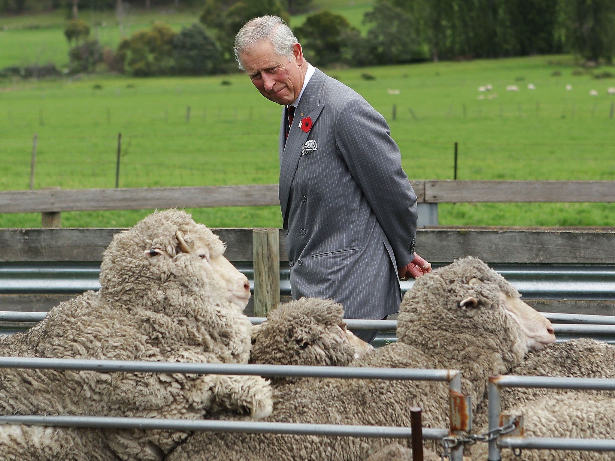 Prince Charles said homeopathy is used on his cattle and sheep