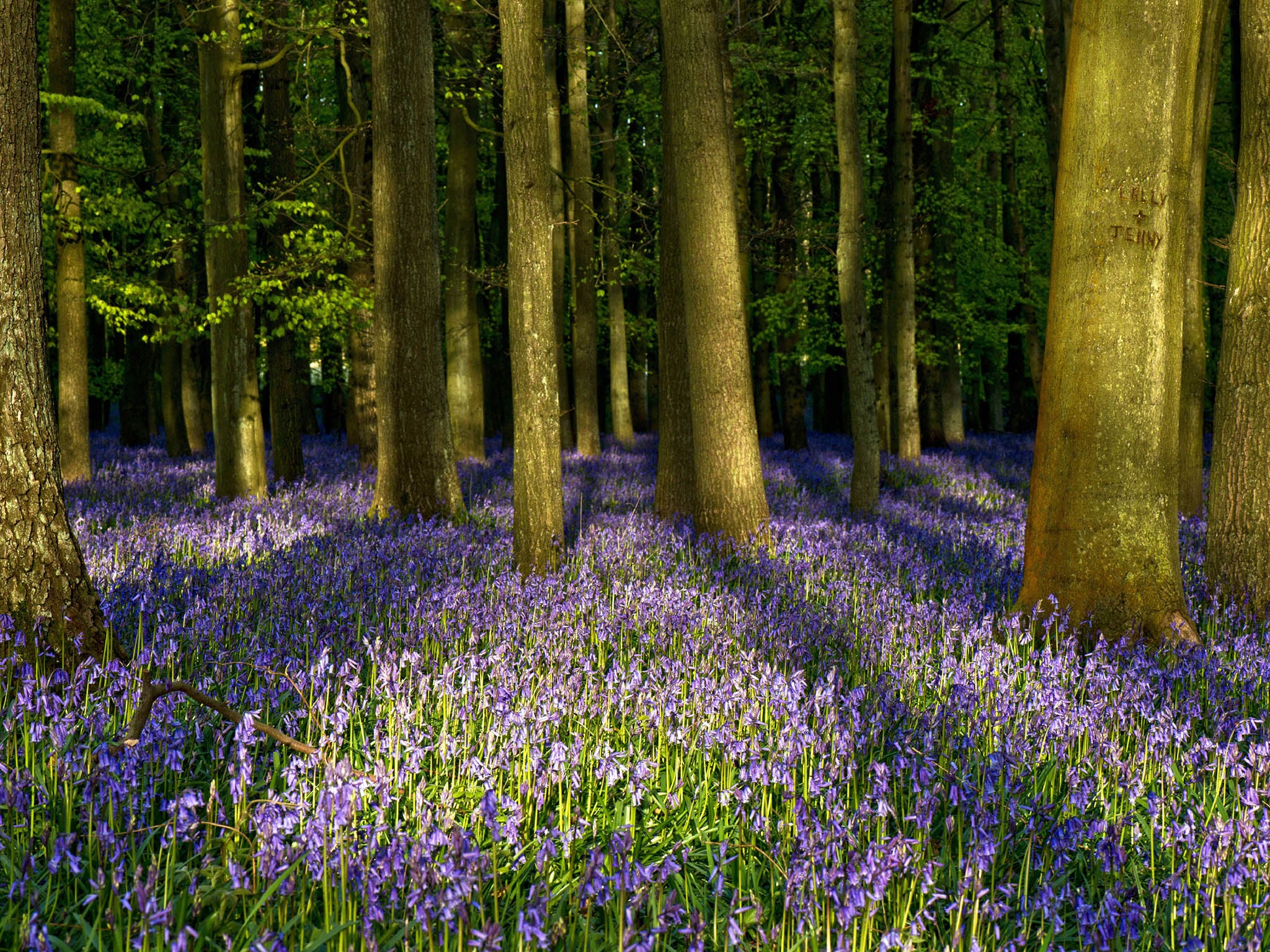 Owned by the National Trust, the Ashridge Estate produces a truly stunning display of Bluebells (Rex Features )