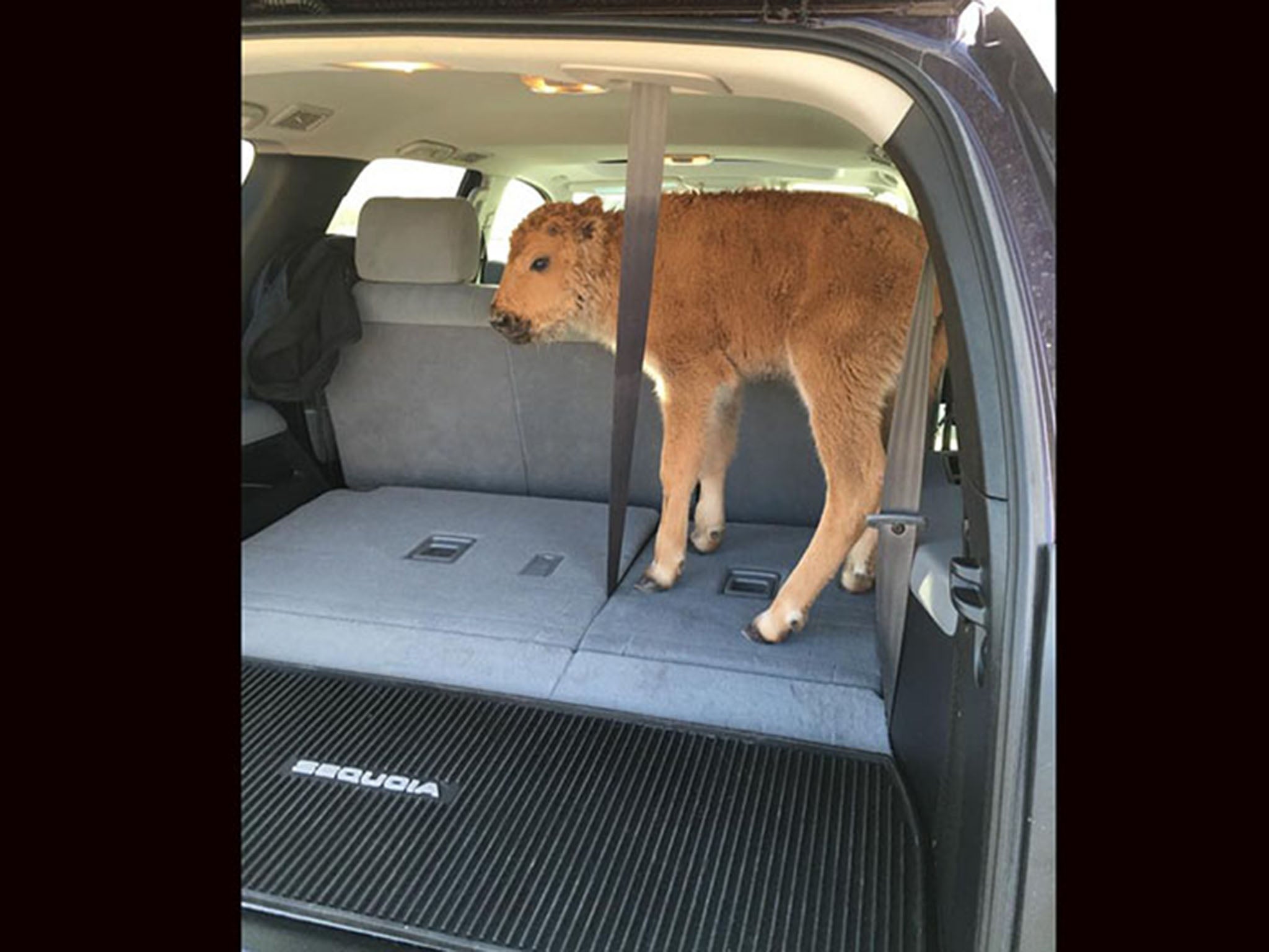 Yellowstone National Park officials have warned visitors about the dangers of getting too close to the wildlife