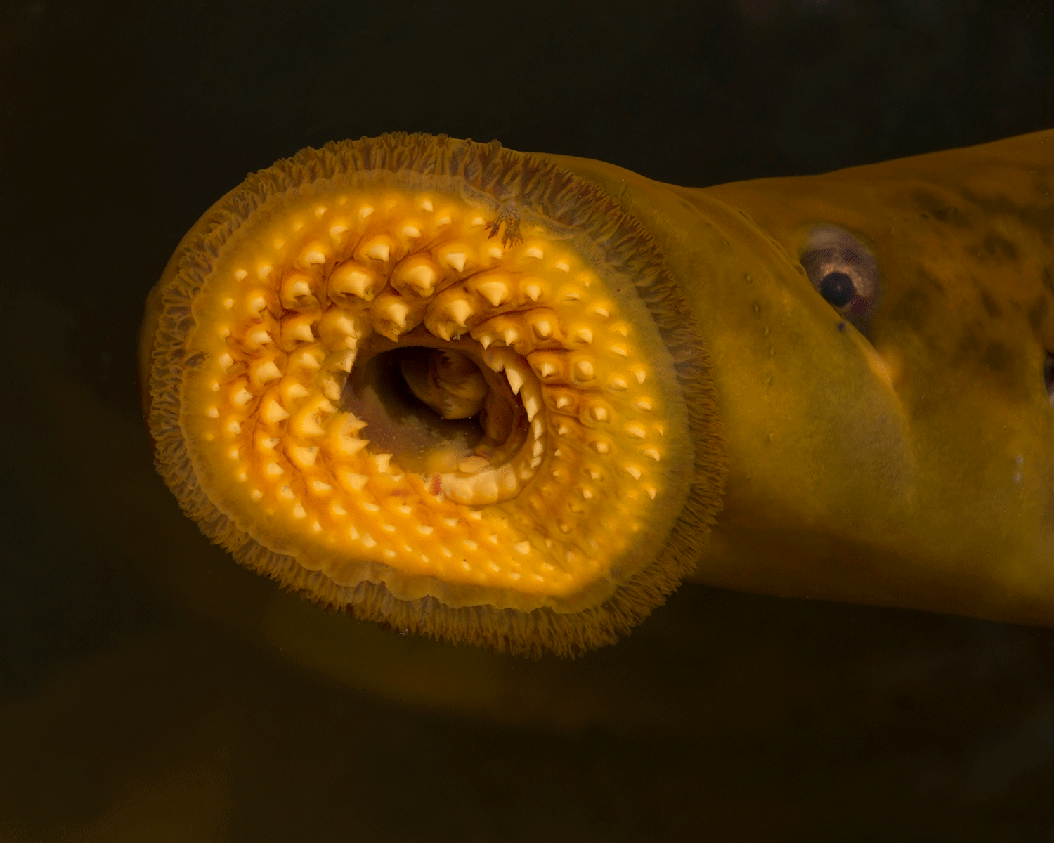 The river and sea lamprey have rows of bony teeth and a tongue which is used to bore into other fish