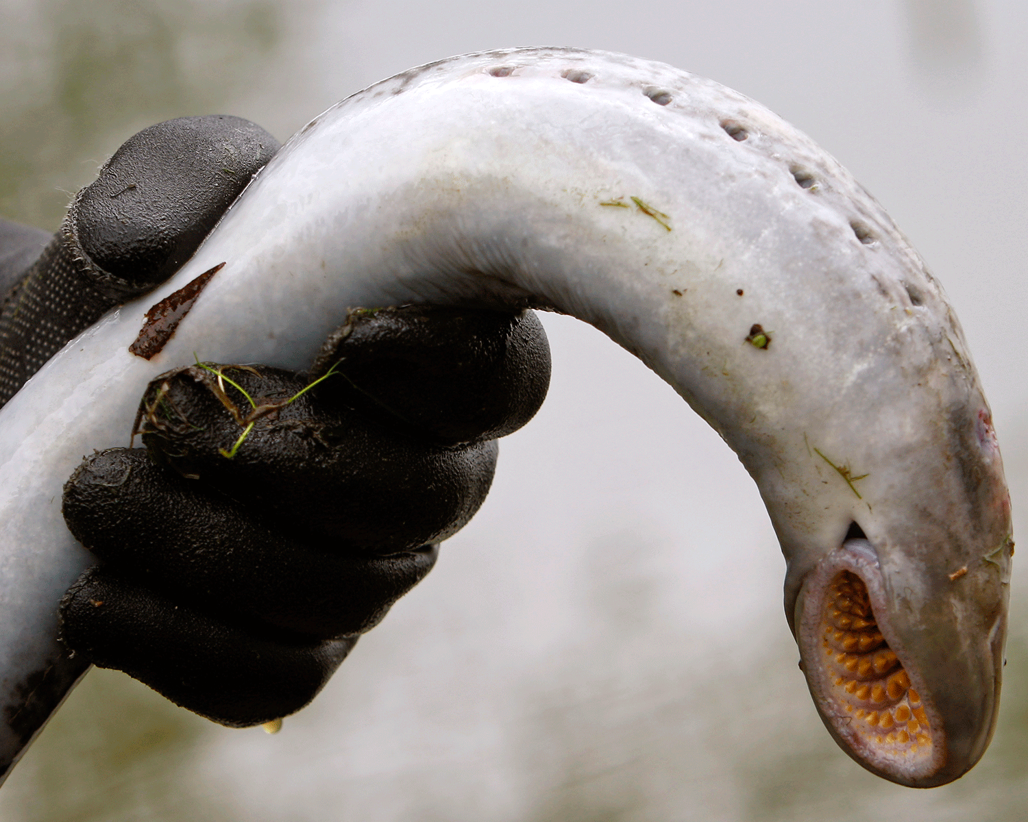 The fish is still a delicacy in Portugal and South Korea but is protected in the UK