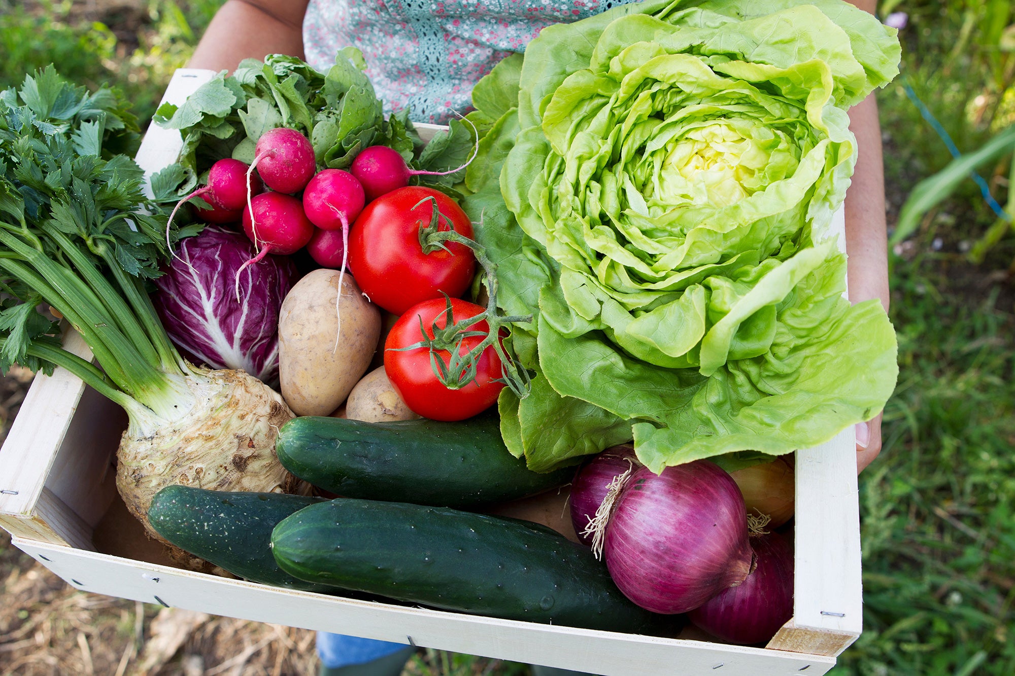 'If the world went vegan overnight we might be able to feed several billion more people and double biofuel production, even without tackling waste or improving yields'