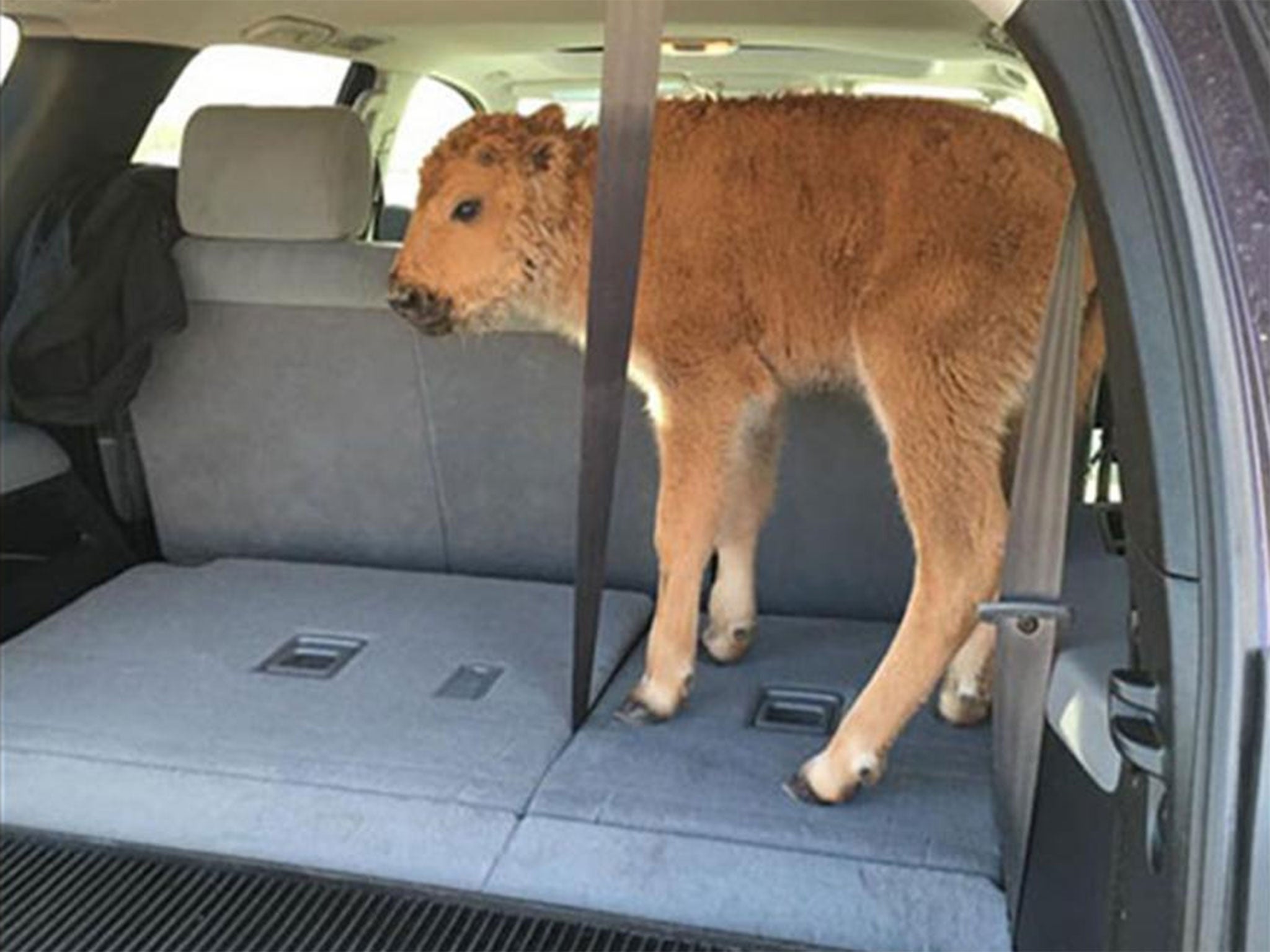 Yellowstone National Park officials have warned visitors about the dangers of getting too close to the wildlife (Karen Richardson)