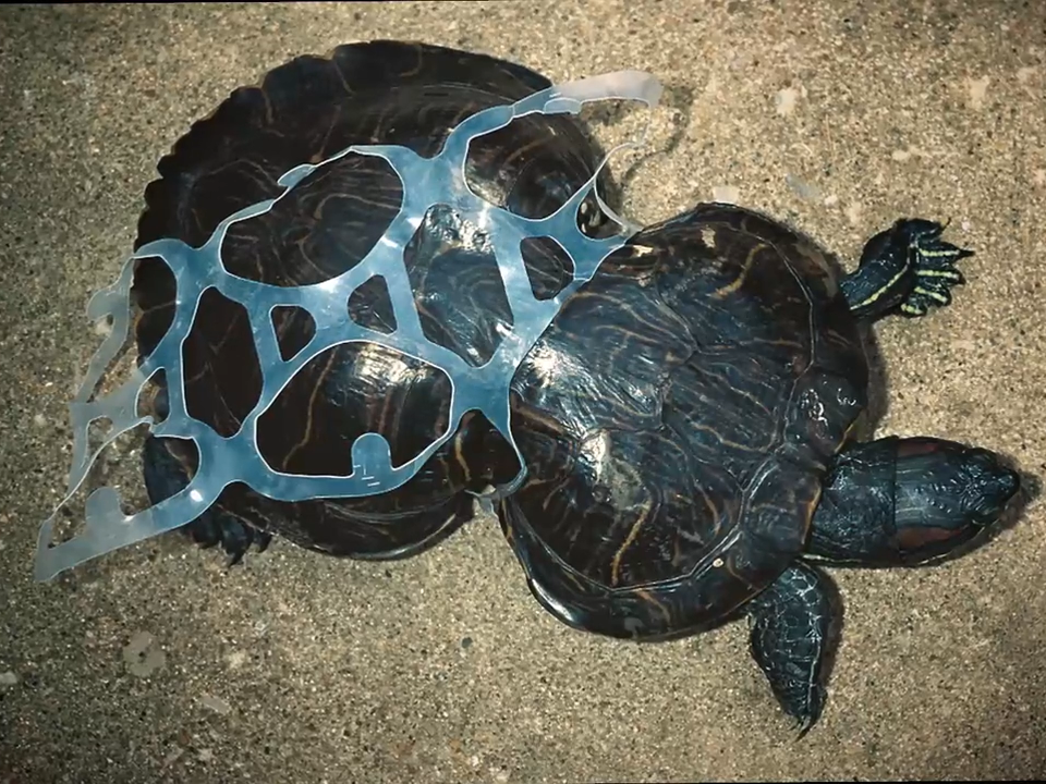 A turtle is trapped in plastic six-pack rings