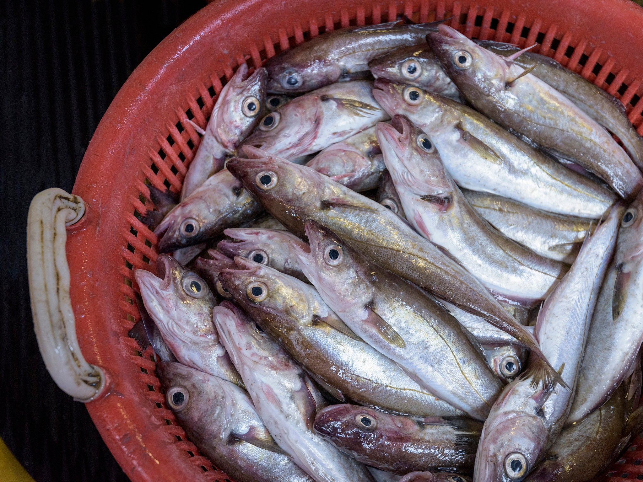 More than a quarter of fish now contain plastic