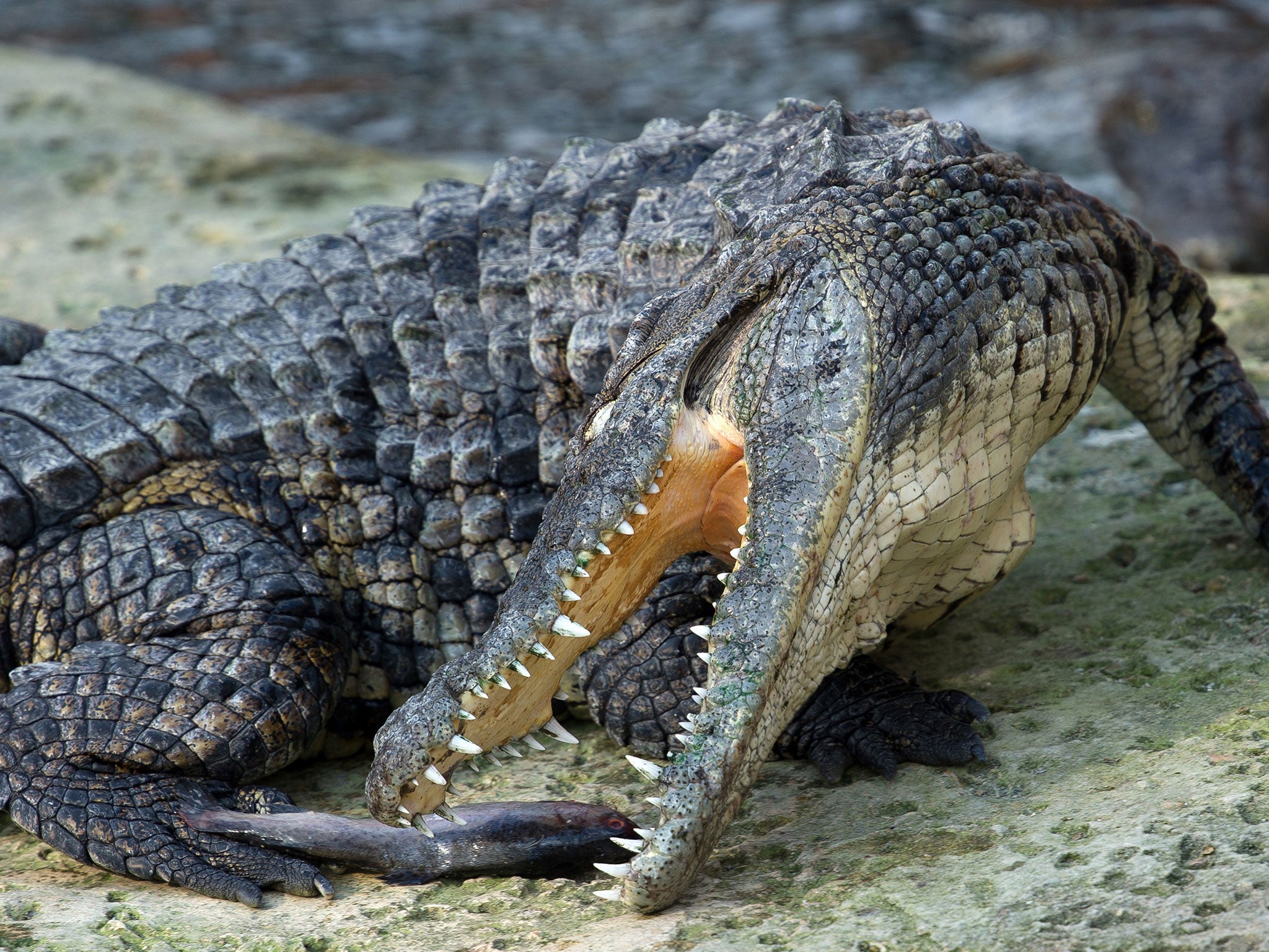 The two women were not locals and might not have been aware that the area was well known as crocodile habitat