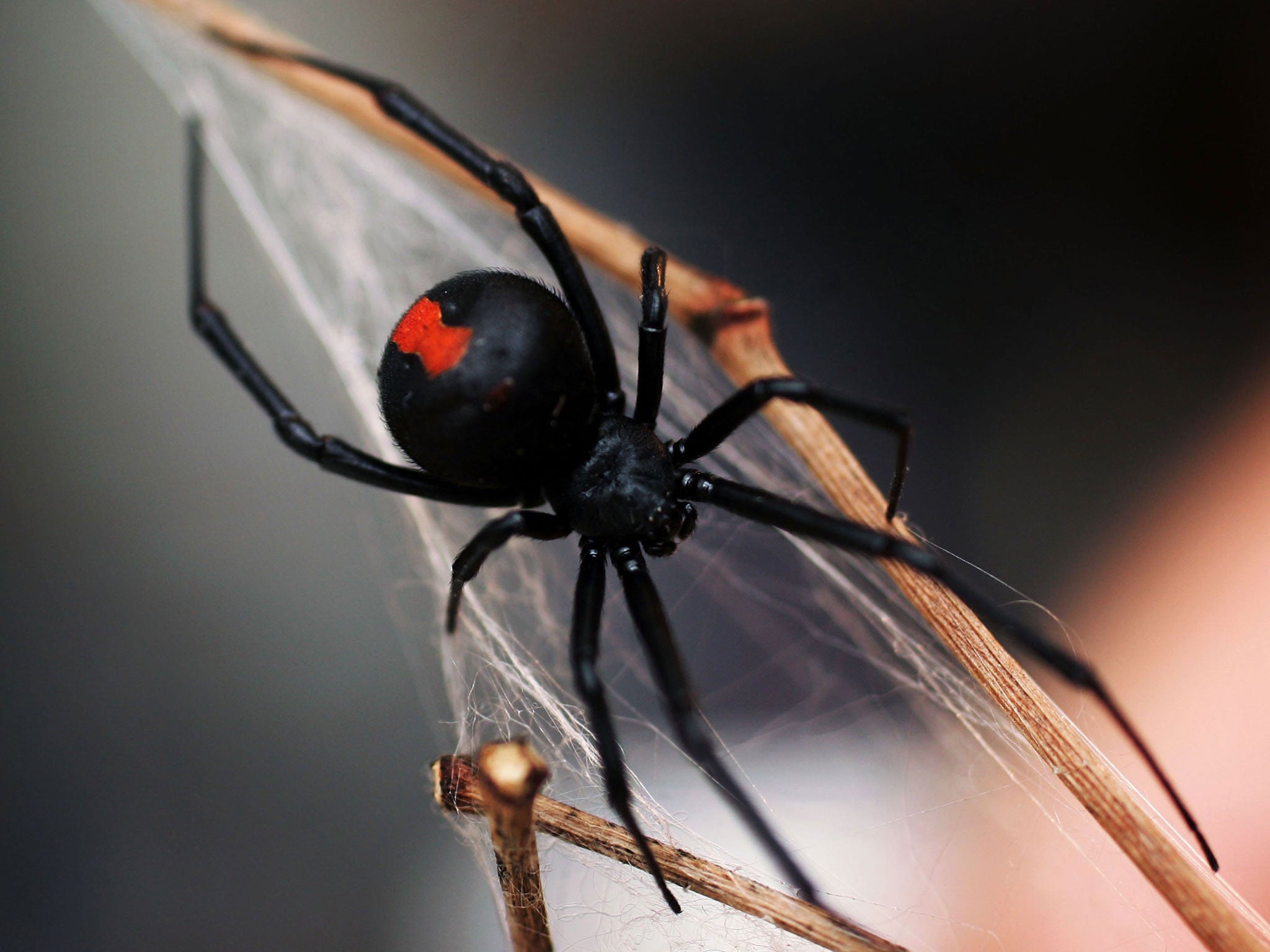 Black widow spiders are being kept in Central Bedfordshire