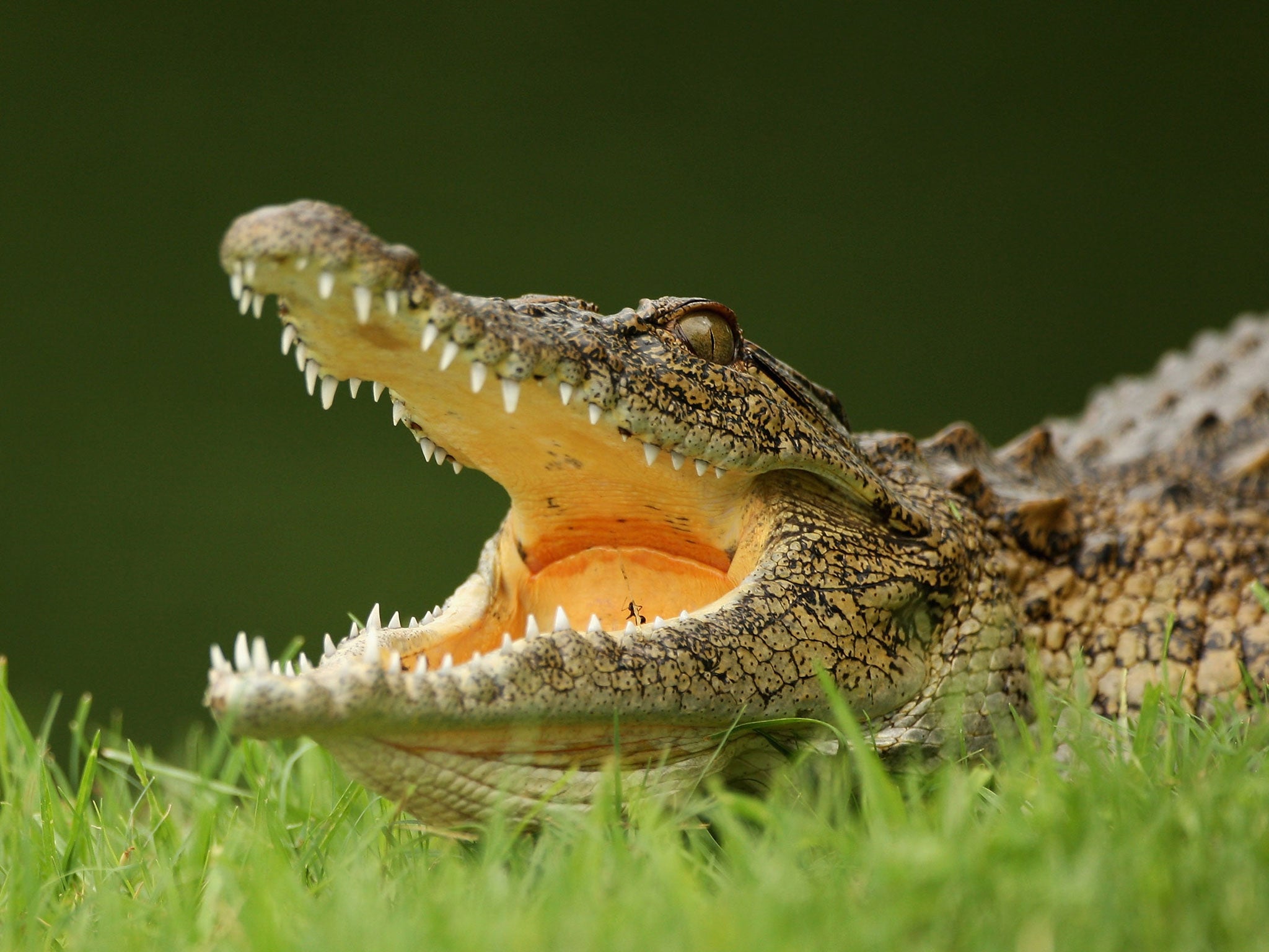 Nine crocodiles are being kept under licence in the UK