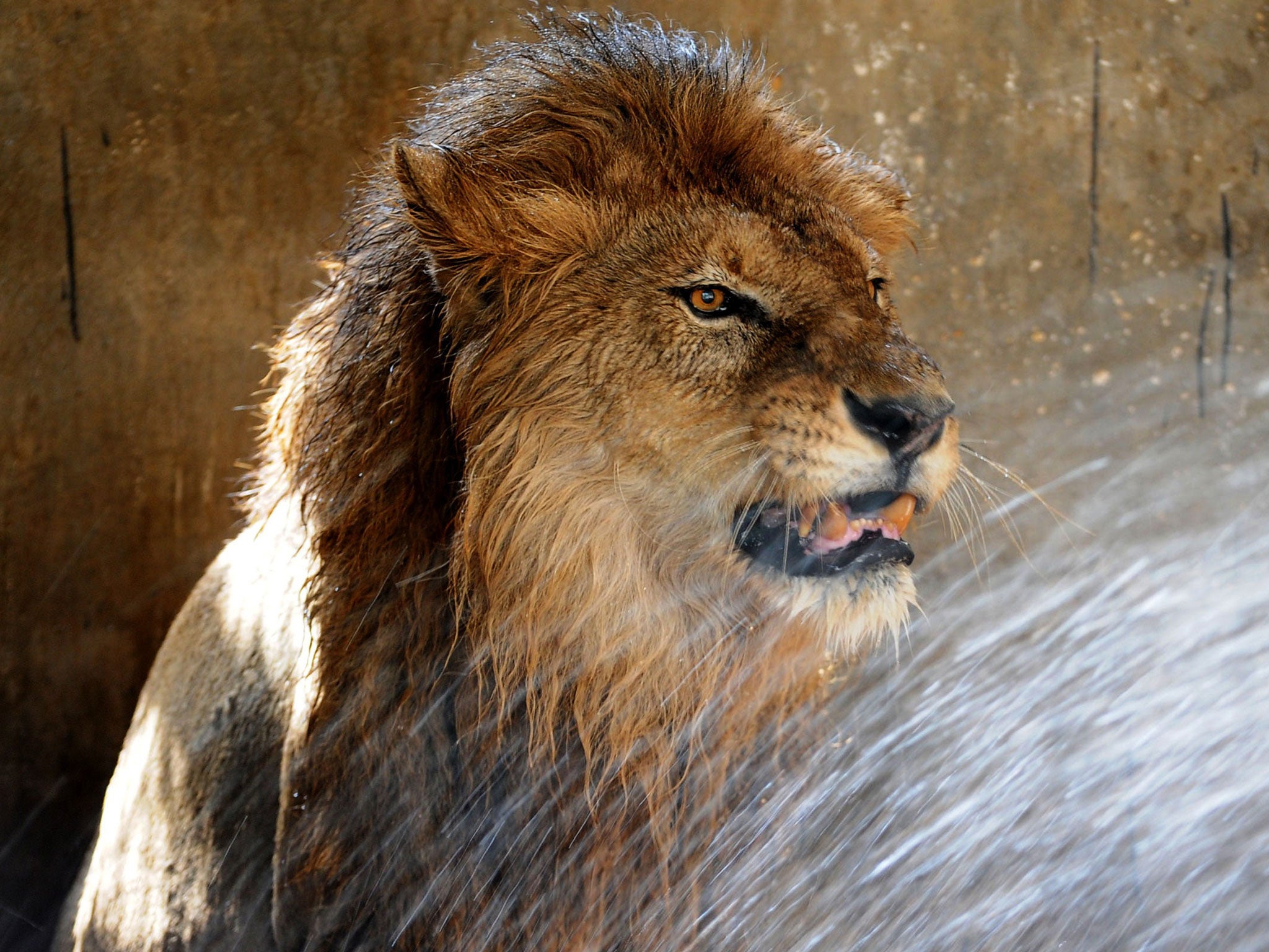 Two lions were among the dangerous predators being kept in Britain