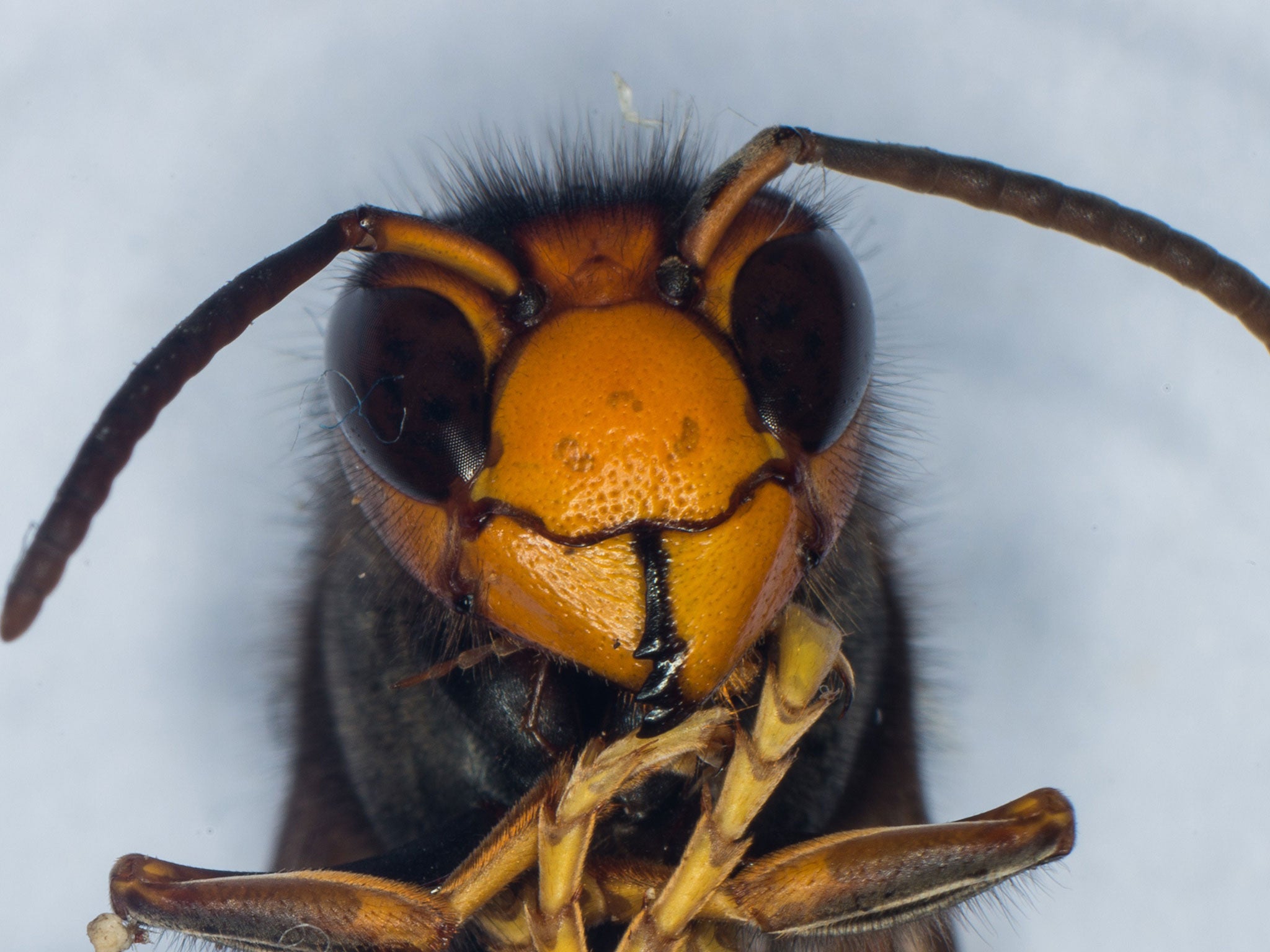 Asian hornets are thought to have arrived in France in 2004 in a shipment of pottery from China