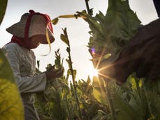 Imperial Tobacco and British American Tobacco linked to child labour in Indonesia