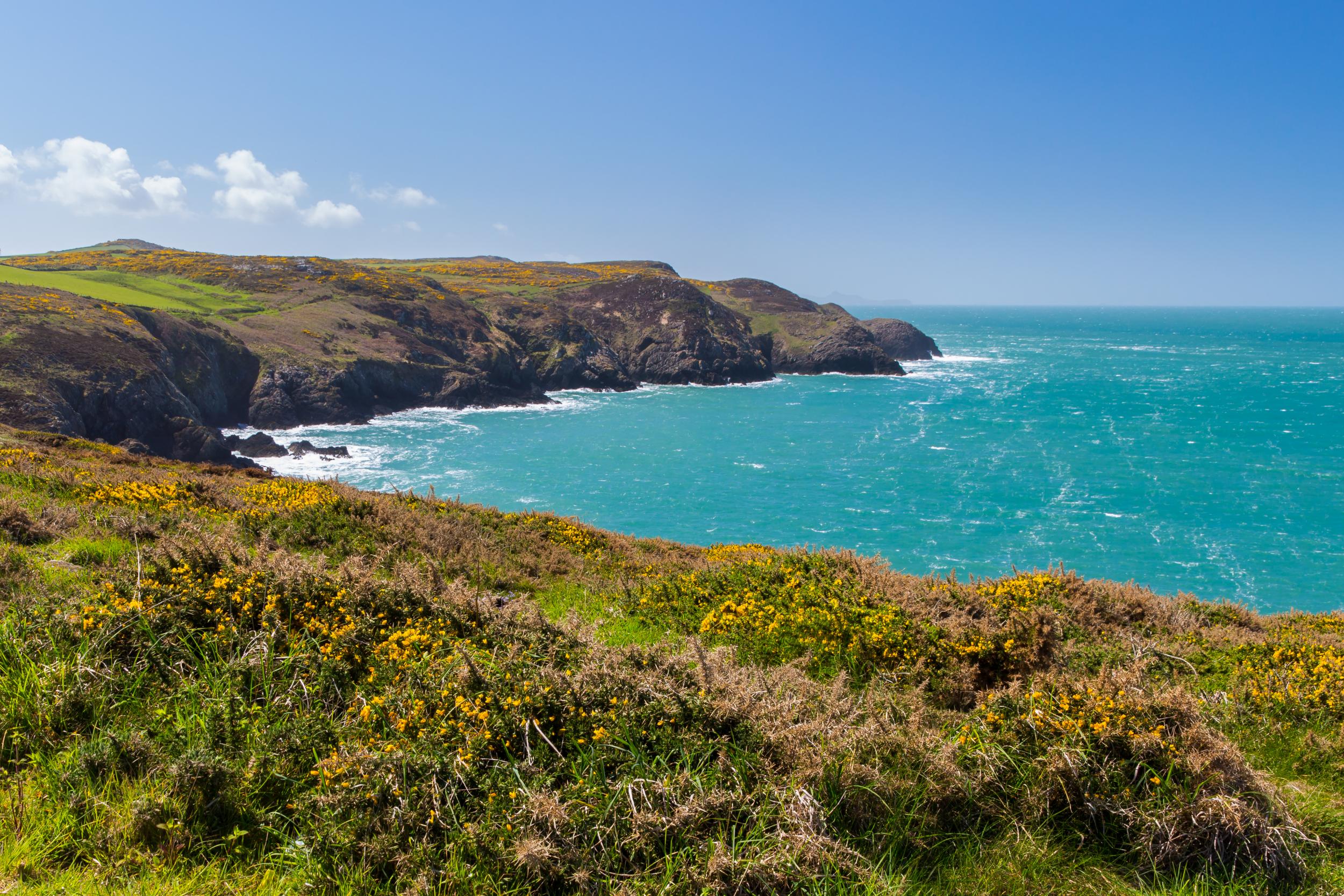 The gorse-splashed landscape