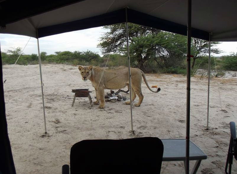 The three lionesses prowl around the campsite