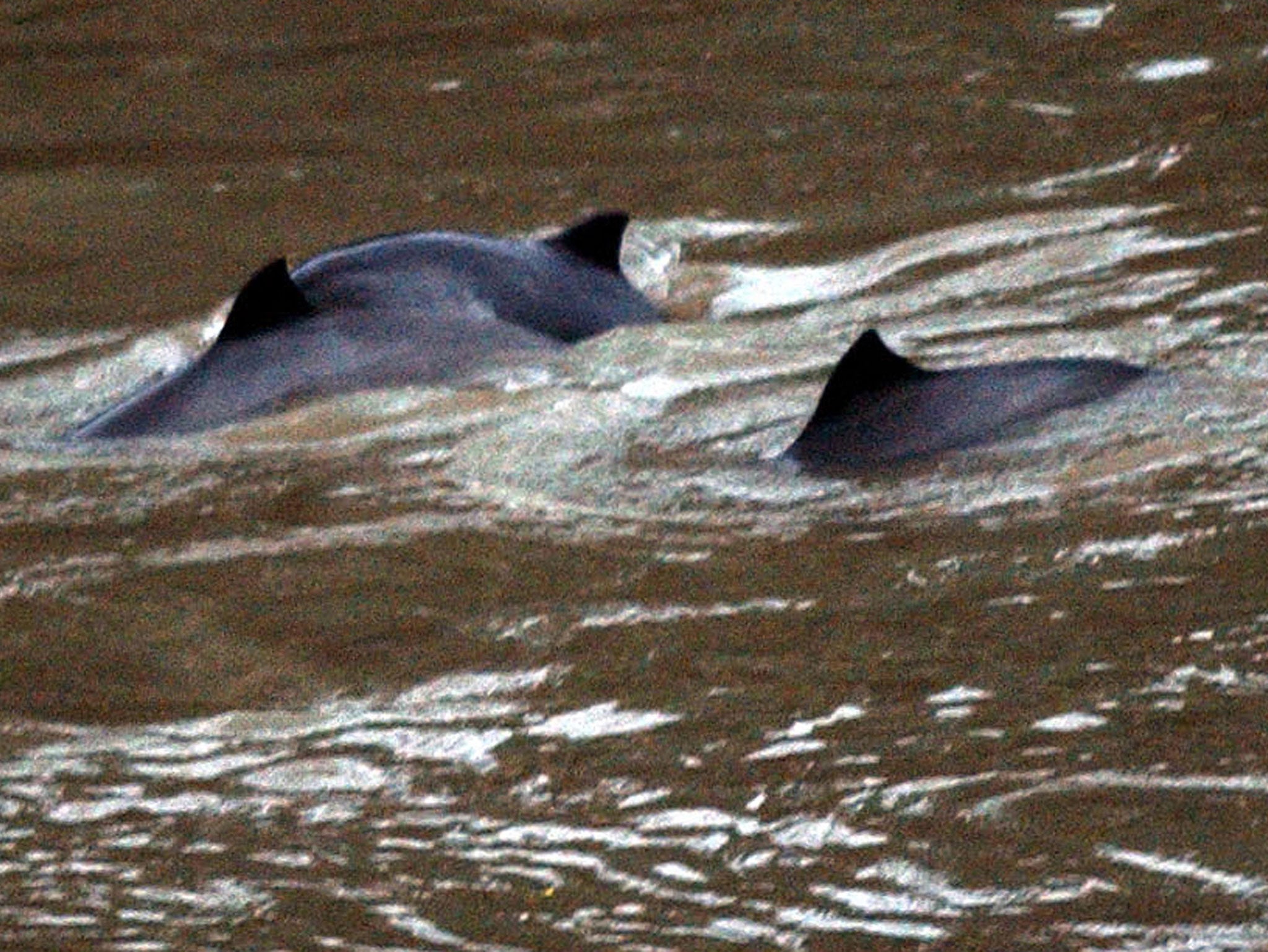 Harbour porpoises are regarded as elusive animals – and it may be because they are so busy feeding