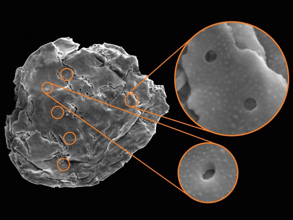 A microscope image shows the tiny holes made by microbes