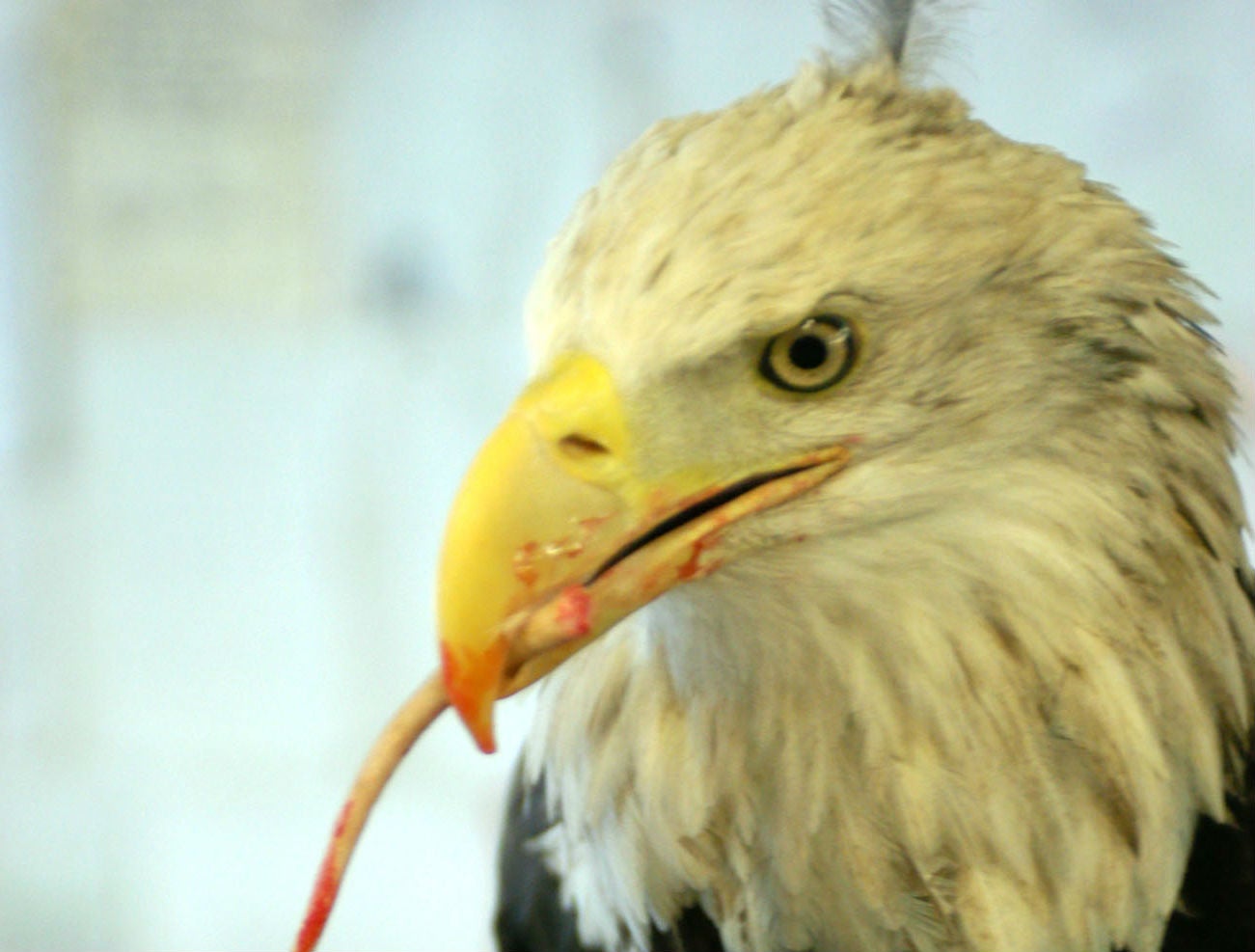 Experts said the 35-year-old bird had stopped eating in recent days